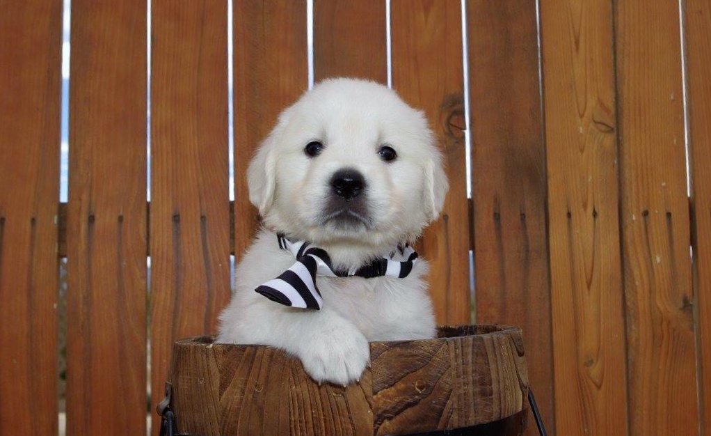 English Cream Golden Retriever