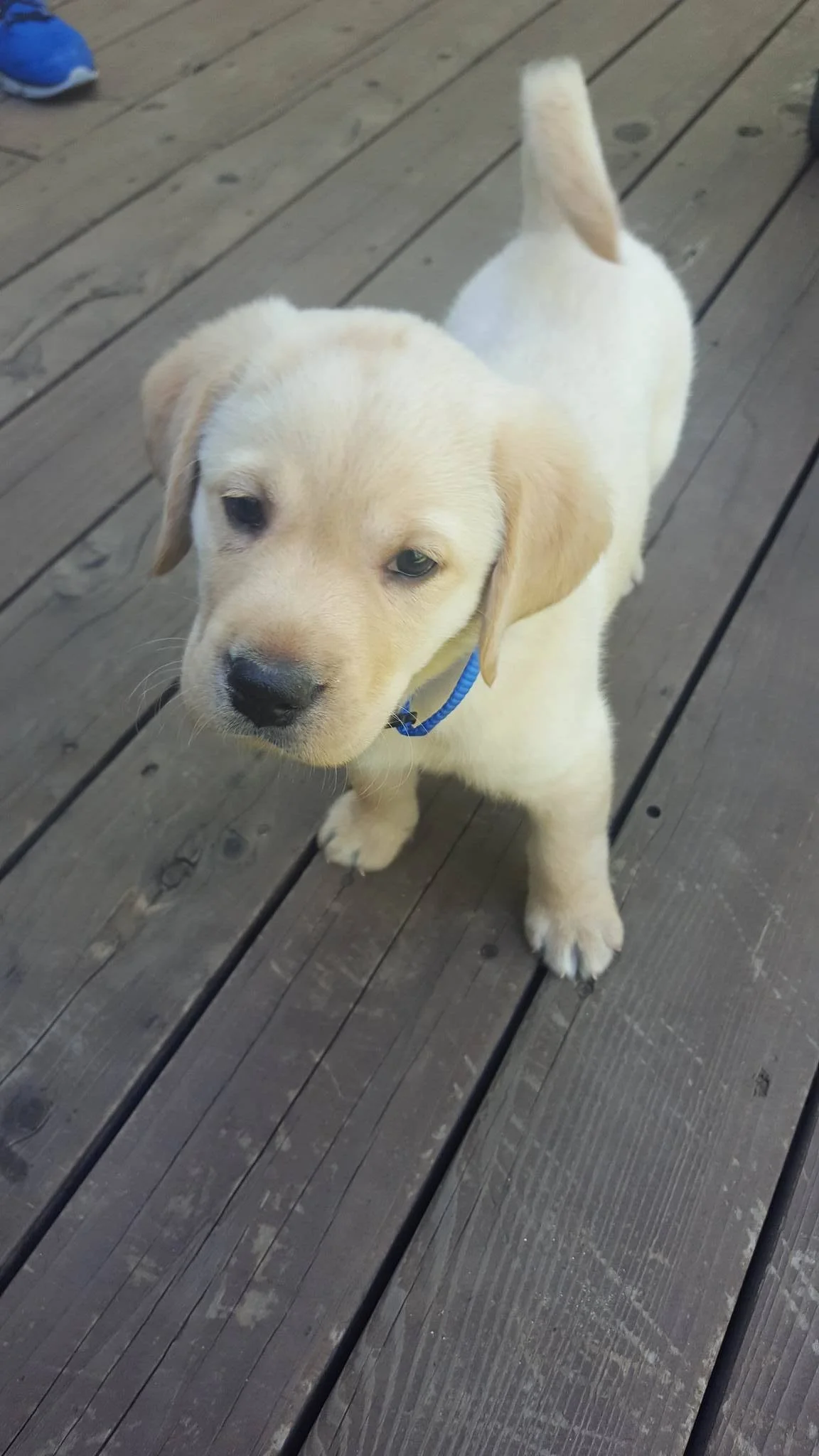 Ruger.jpg