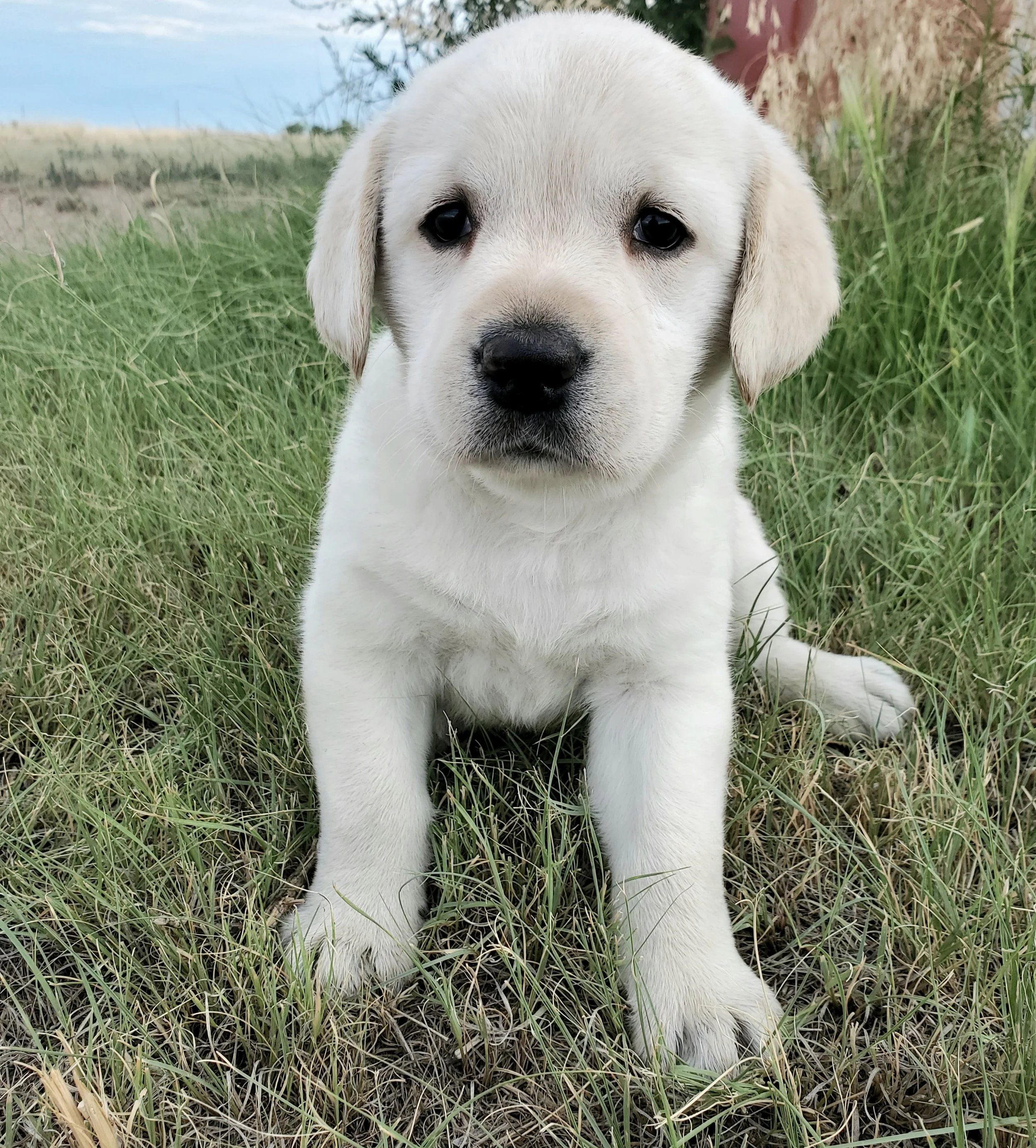 MandiMurphypup.jpg