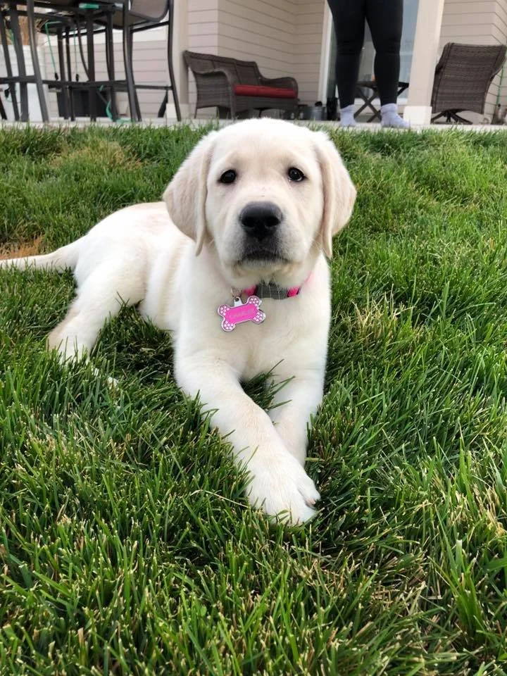 Tabi pup Charlee.jpg