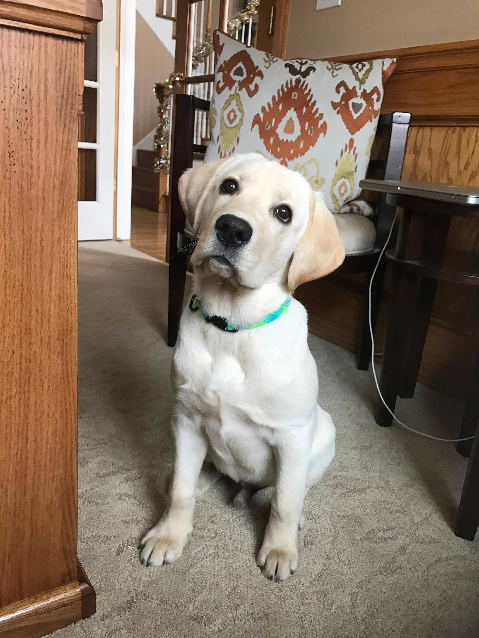 Bailey Boy1.jpg