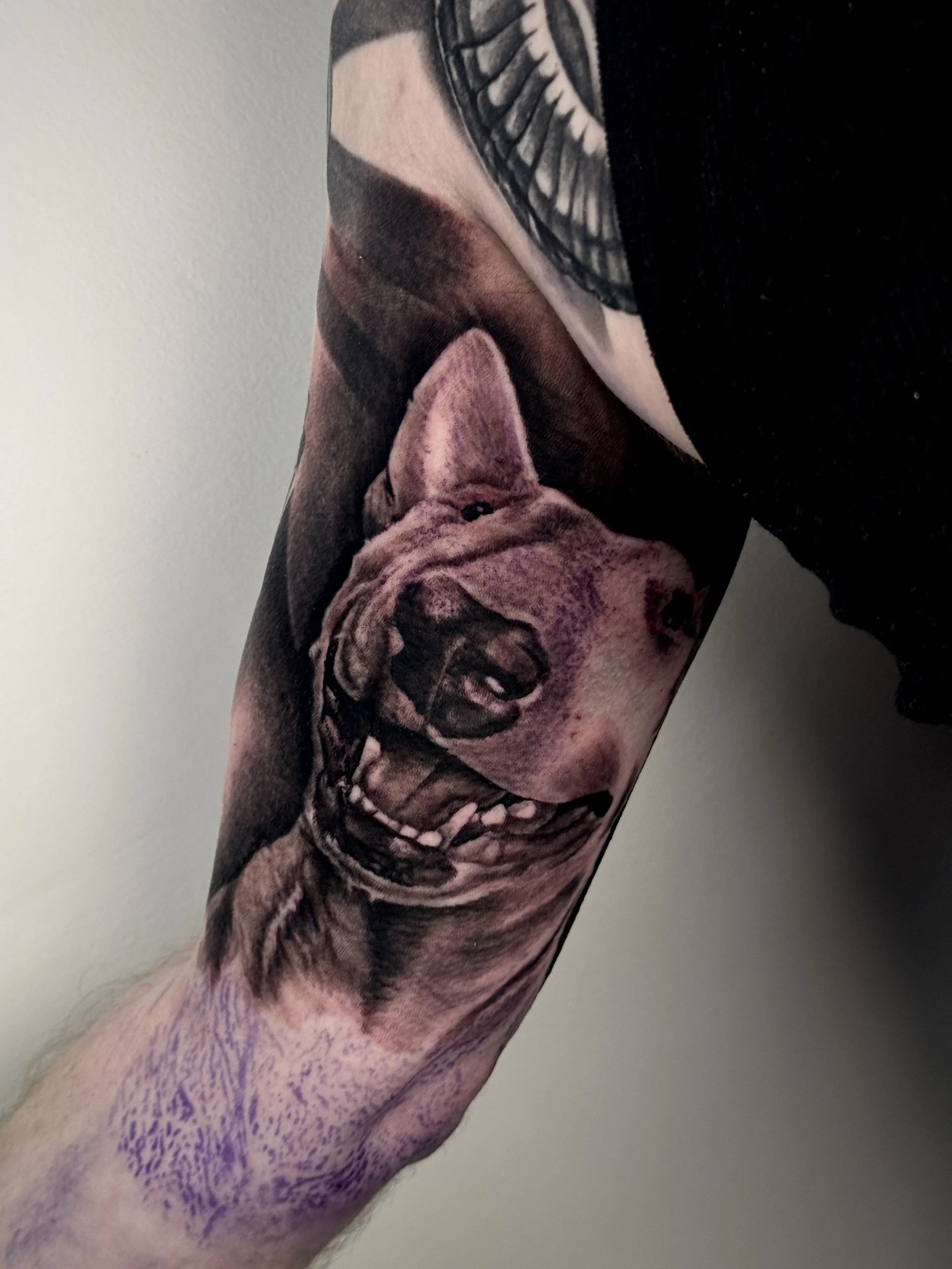 A realistic tattoo of a dog—probably a pit bull—on someone's arm, featuring precise details and subtle color variations.