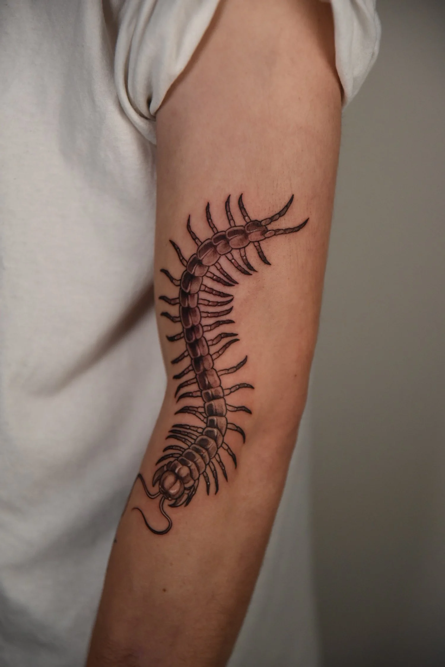 Tatouage d'un centipède noir et brun sur le bras d'une personne.