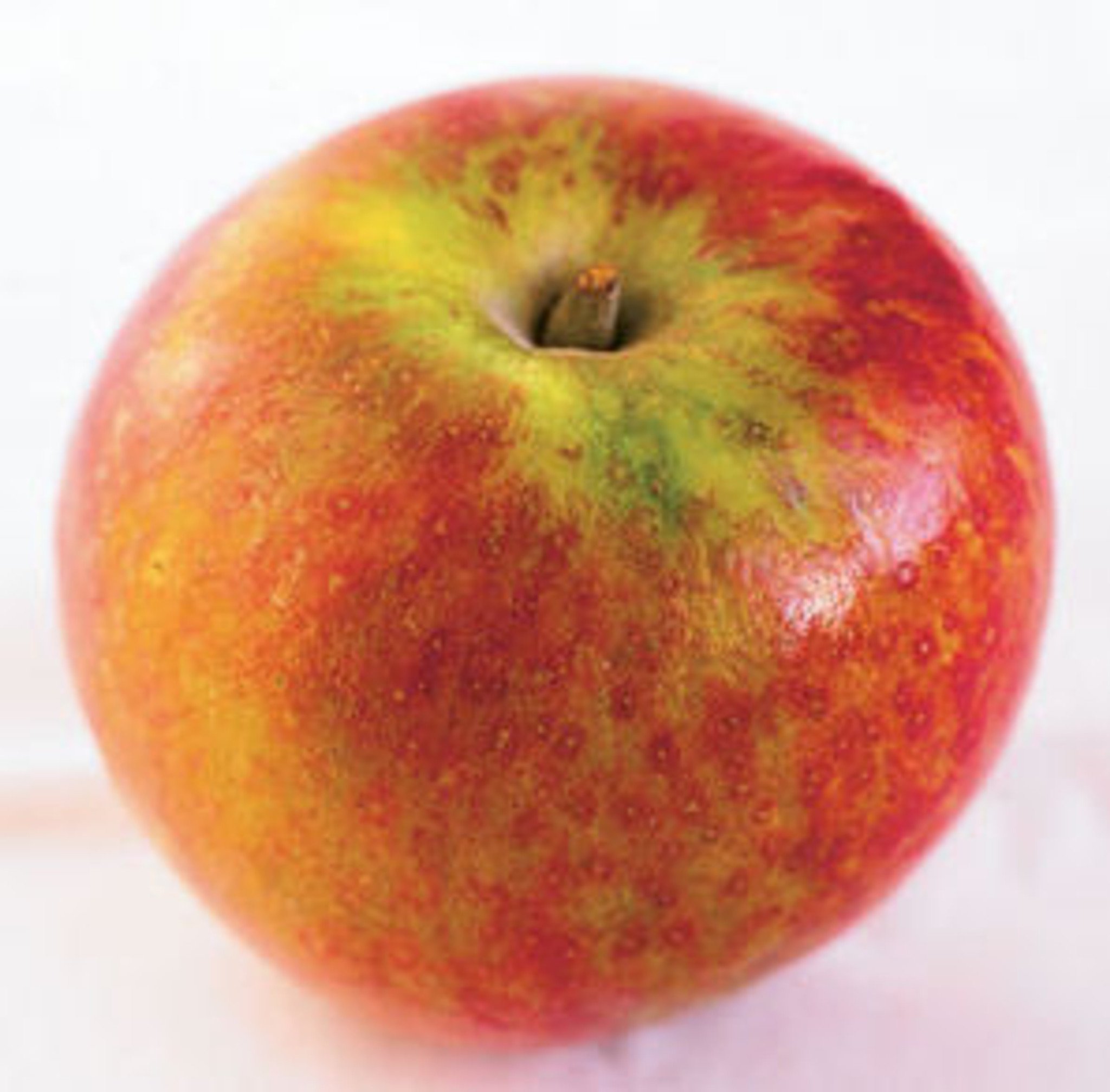 Autumnal fruity slices