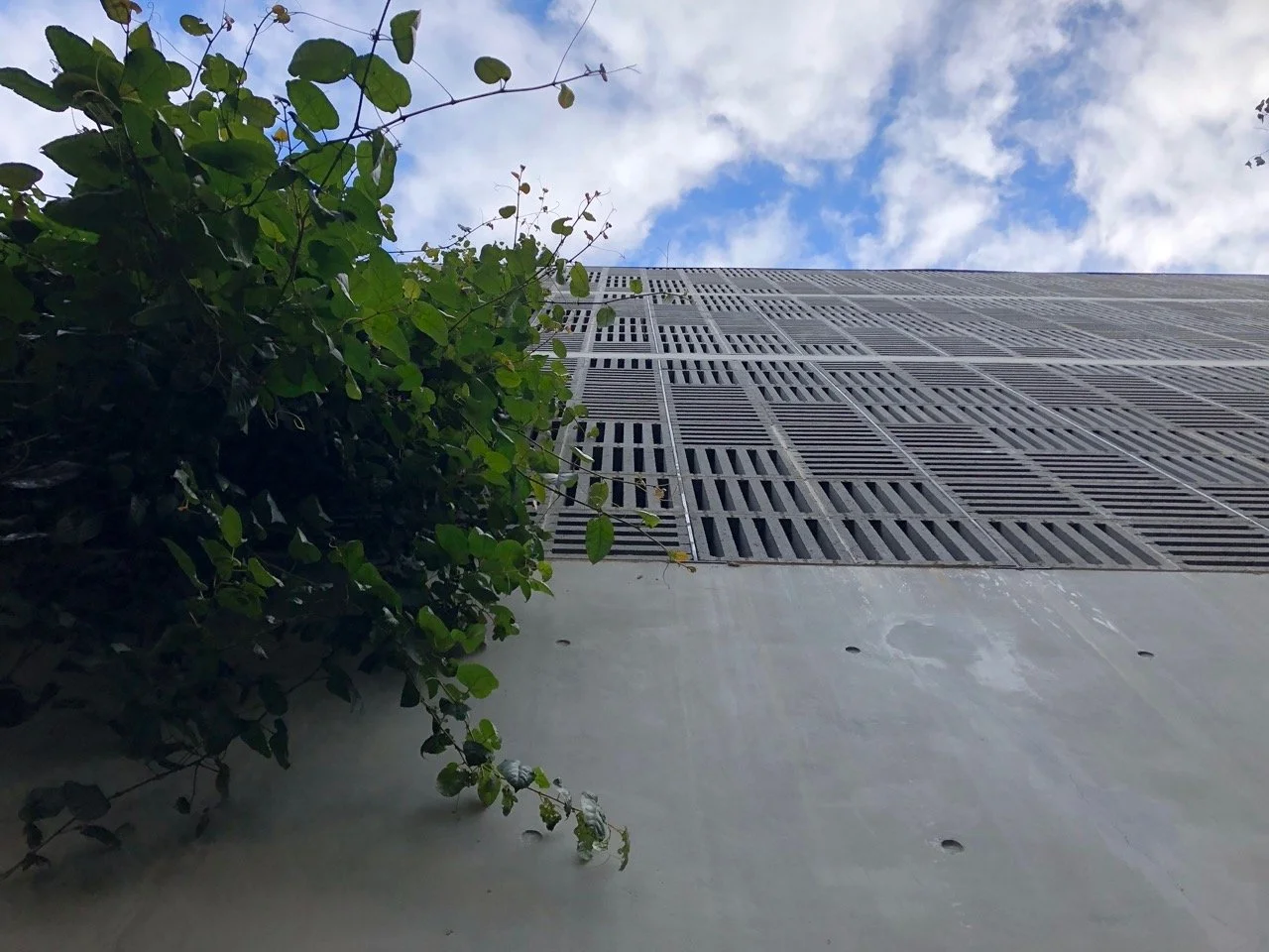 06-Black-Beetle-Landscape-Architects-NO-17-DANKS-WATERLOO-Black Beetle Large.jpeg