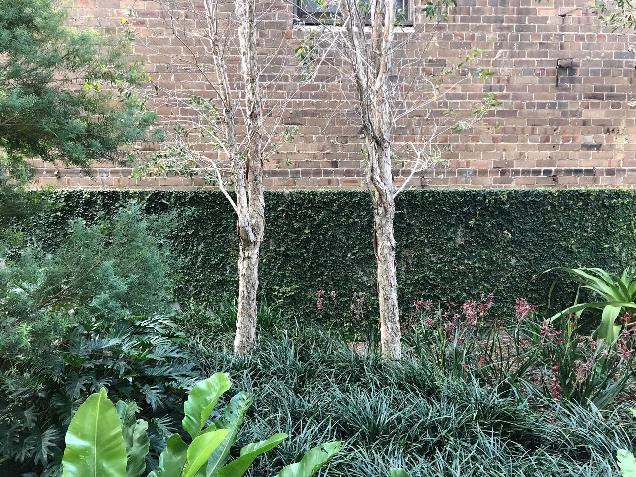 04-Black-Beetle-Landscape-Architects-NO-17-DANKS-WATERLOO-Black Beetle Large.jpeg