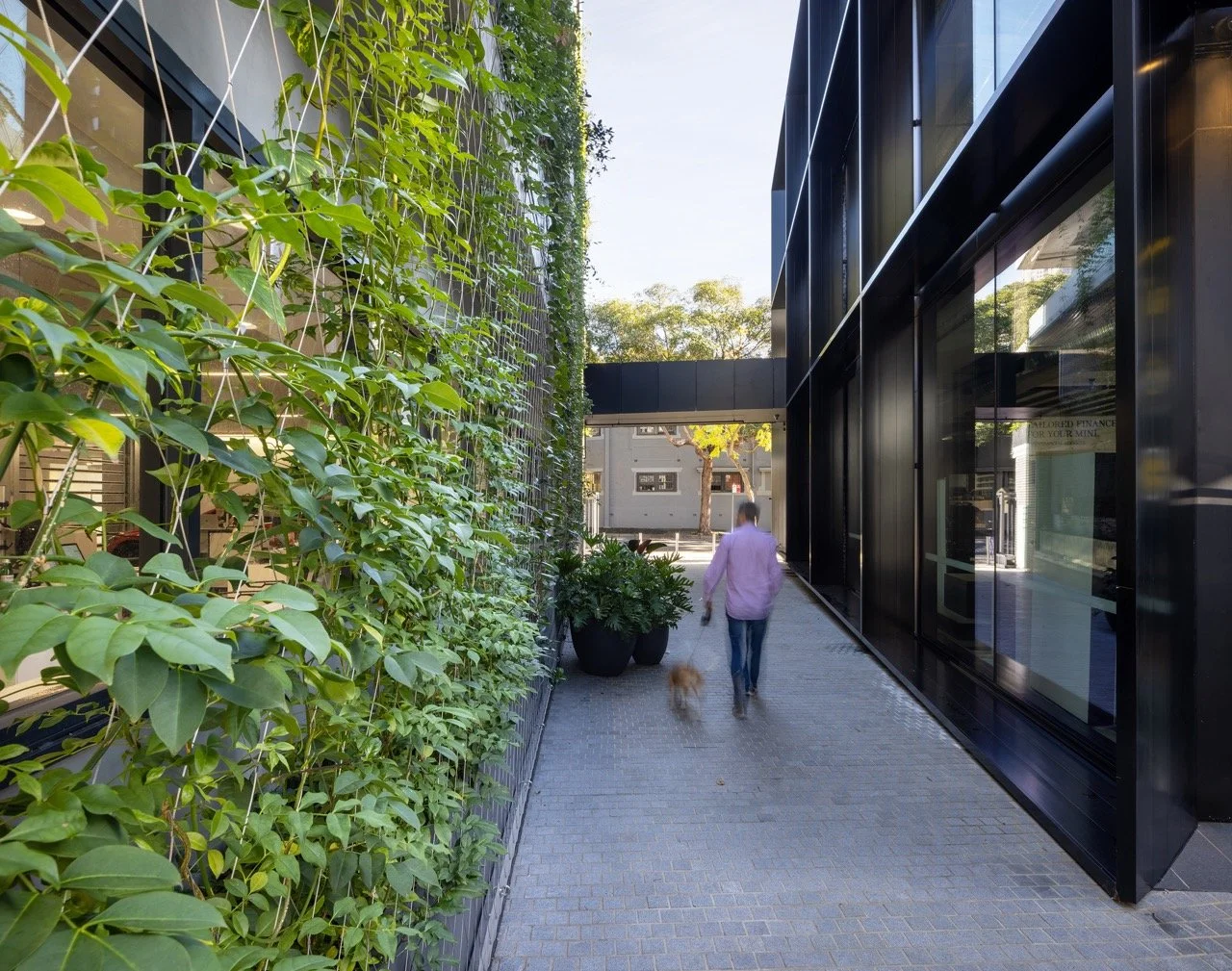 06-Black-Beetle-Landscape-Architects-BMW-MINI-SHOWROOM-RUSHCUTTERS BAY-SVP Large.jpeg