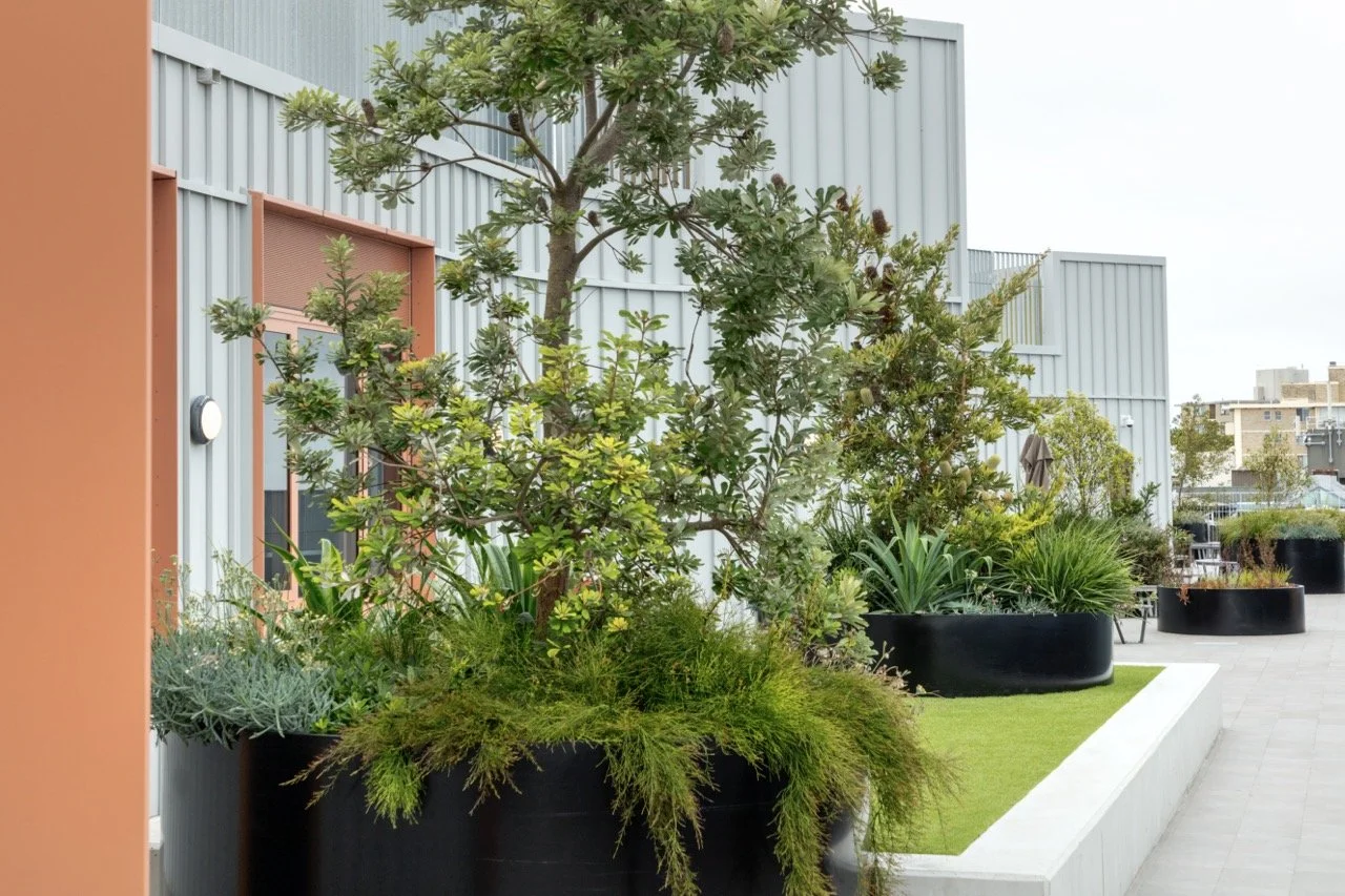 07-Black-Beetle-Landscape-Architects-MOSMAN-HIGH-SCHOOL-MOSMAN-SIMONWOOD Large.jpeg