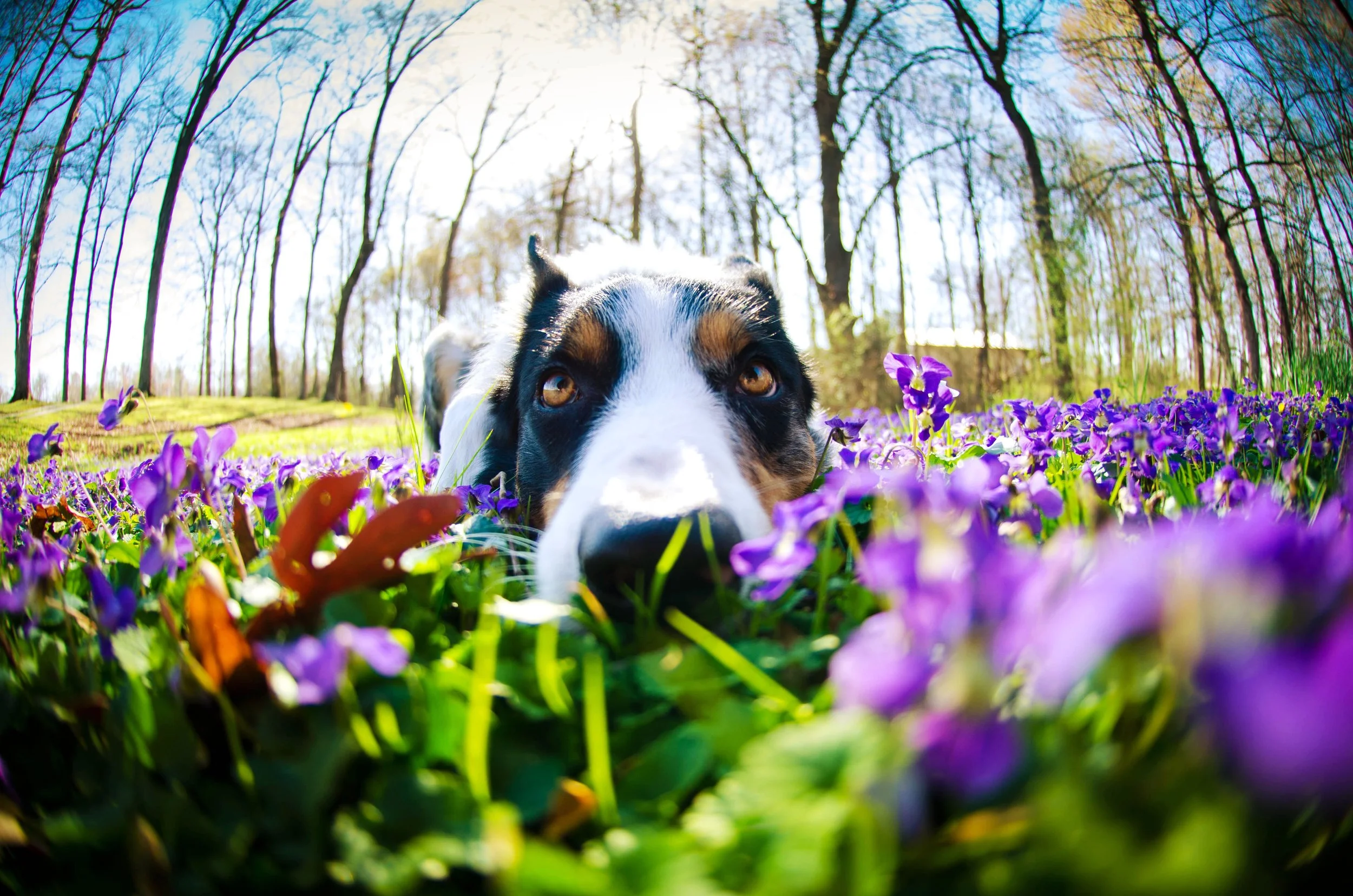Explorer Dogs: Your Dog Won't Stop Sniffing. That's Not Stubbornness — It's Science.