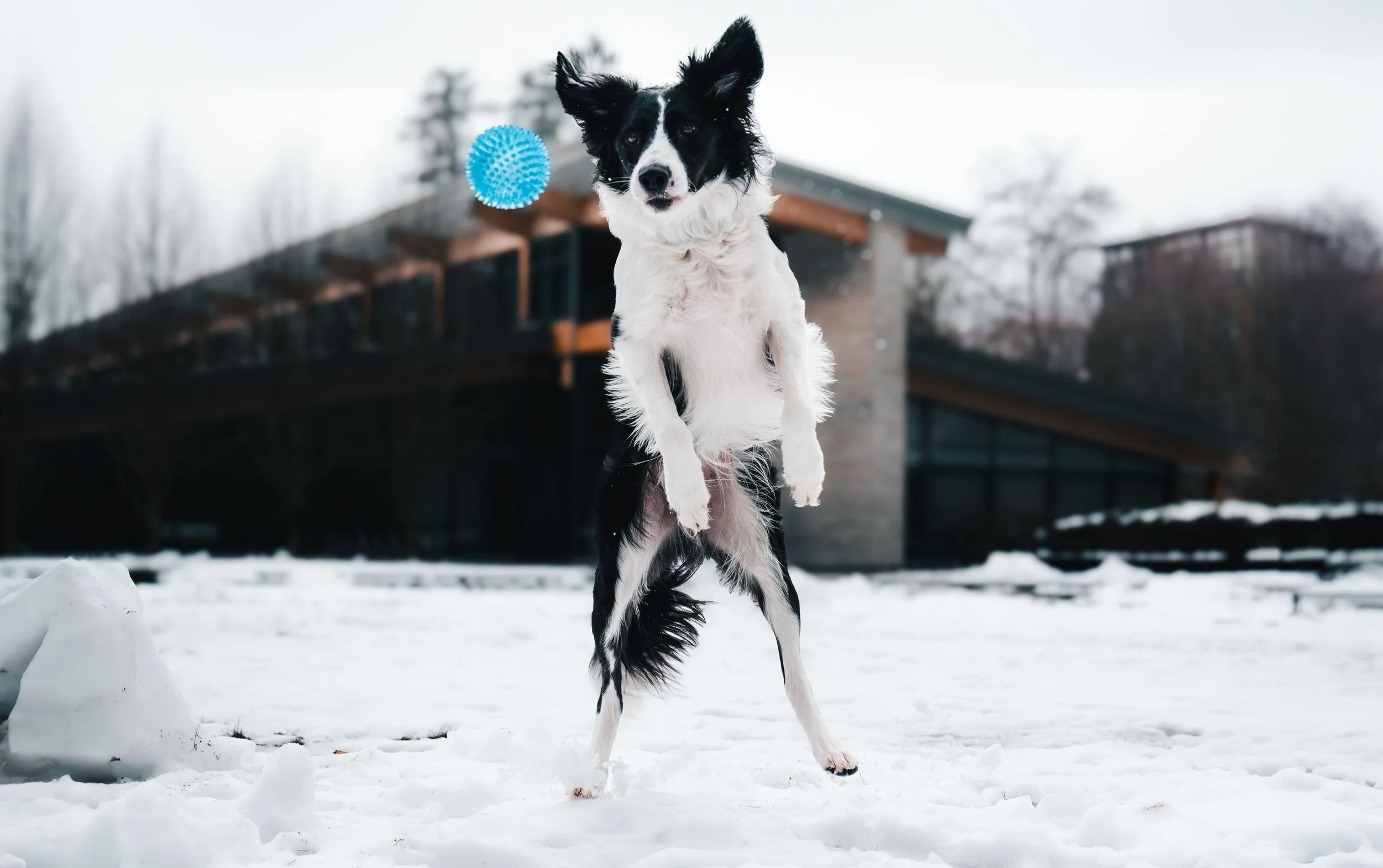 Player Dogs: Your Dog's Zoomies Aren't Chaos, They're a Request
