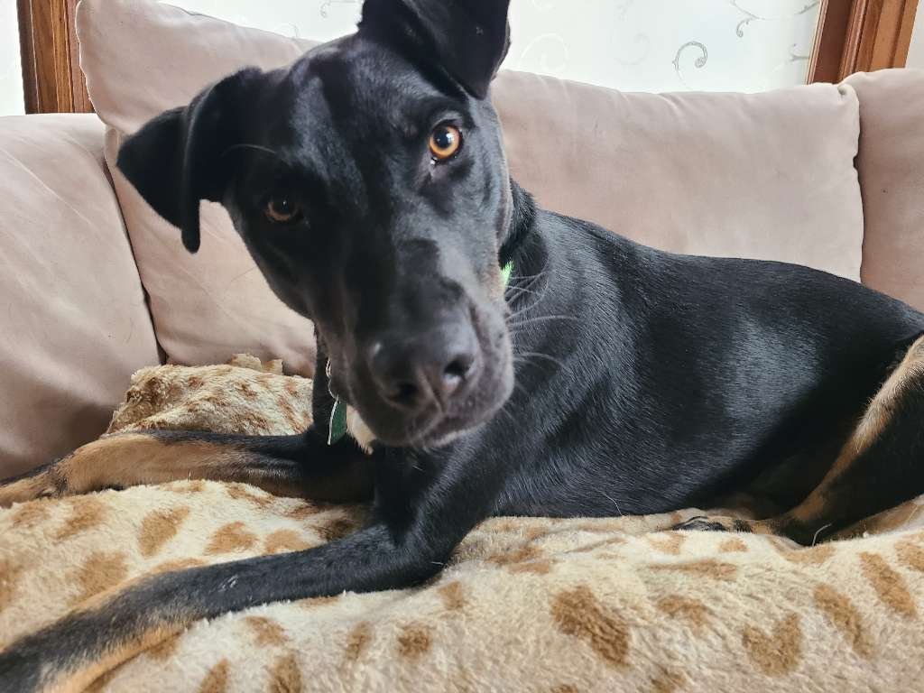 Thinker Dogs: Your Dog Isn't Being Stubborn. Their Brain Is Just Very Busy.