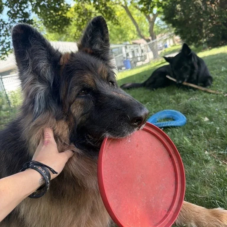 Player Dogs: Your Dog's Zoomies Aren't Chaos, They're a Request