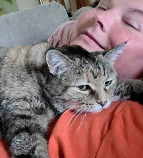 Companion Cats: That Soft Headbutt Is a Whole Conversation
