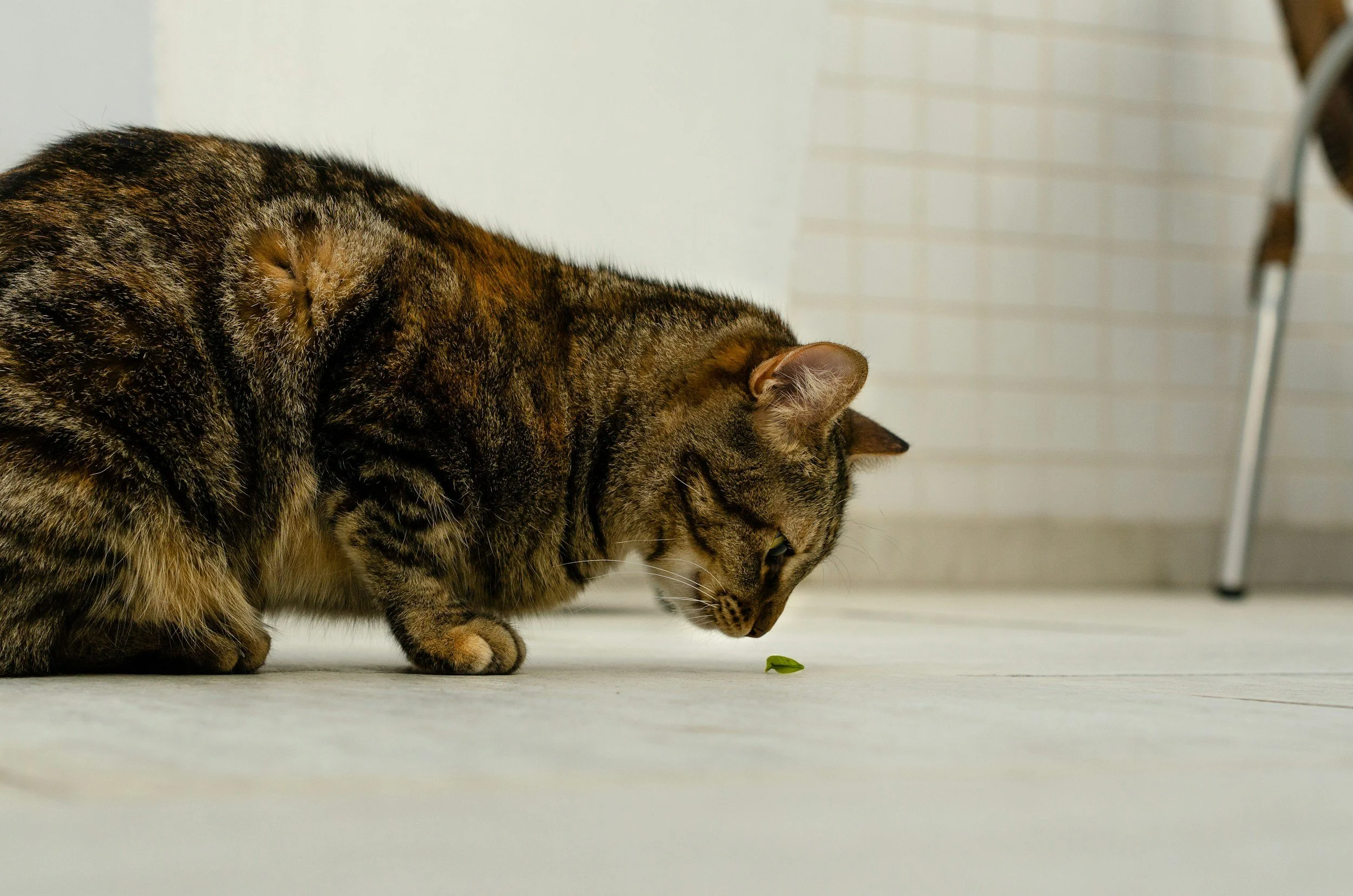 Thinker Cats: That Stare Isn't Judgment. It's a Calculation.