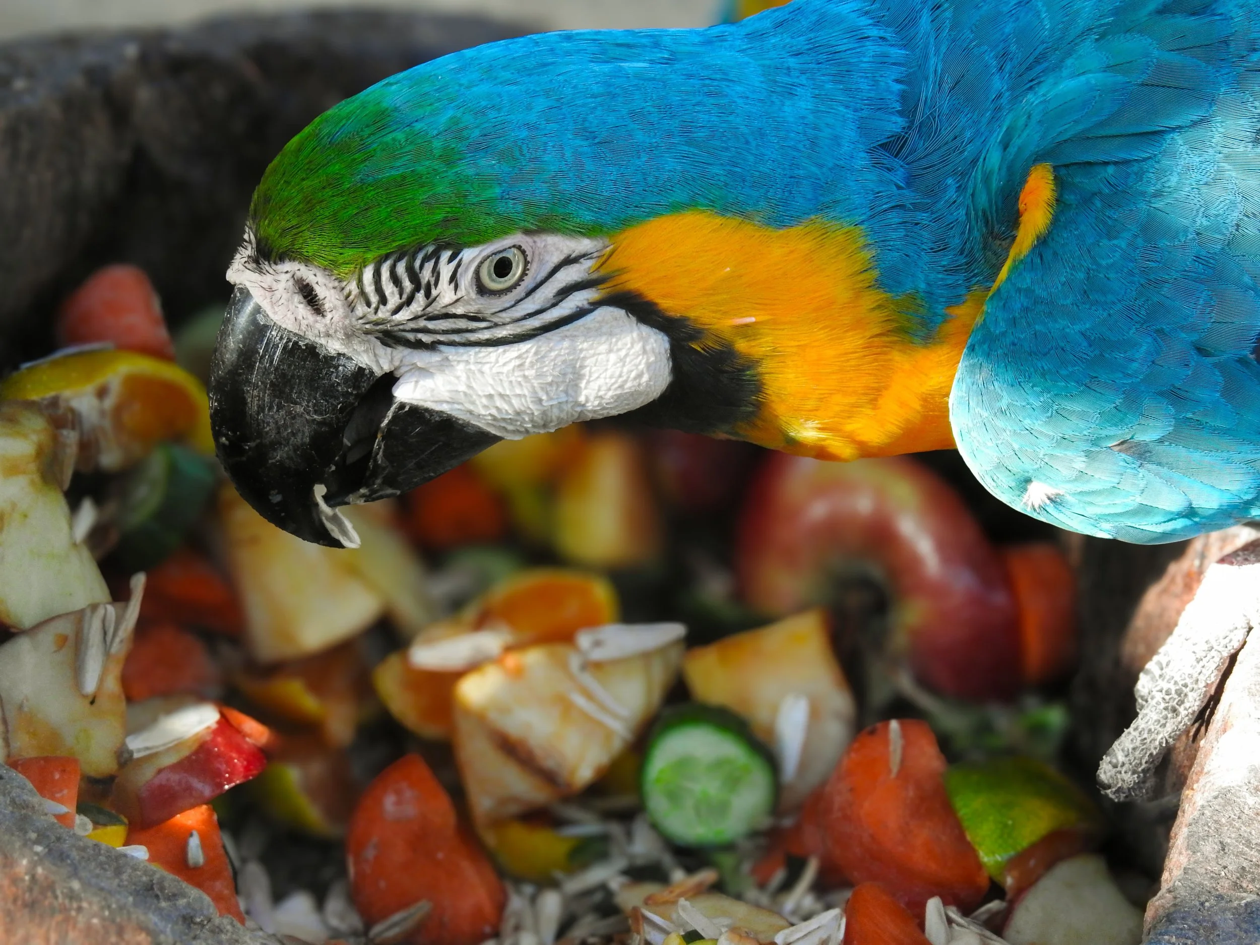 Forager Birds: That Shredded Newspaper Is Actually a Job Well Done
