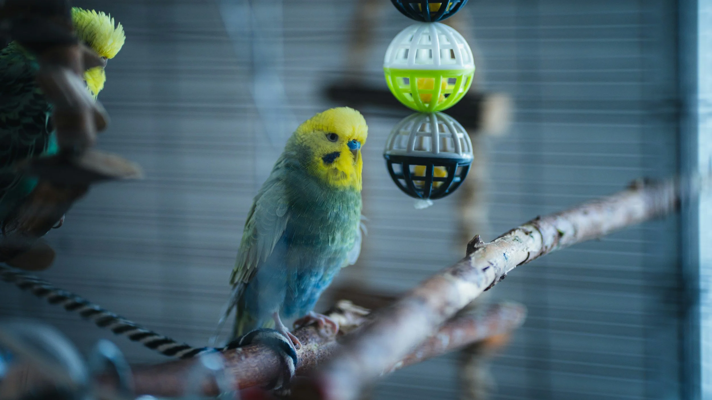 Budgie practicing a simple trick on a training perch in Fitchburg