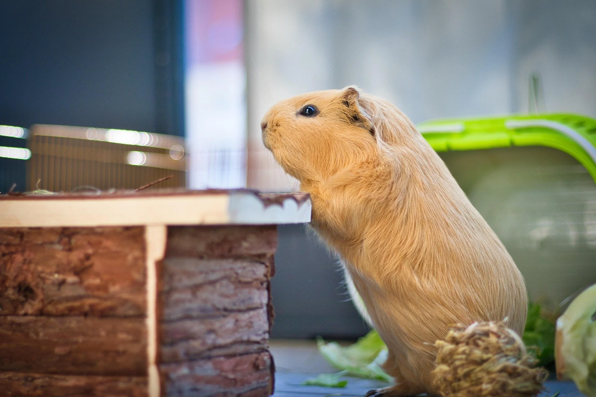 Player Small Animals: Those Popcorn Jumps Are a Wellbeing Report