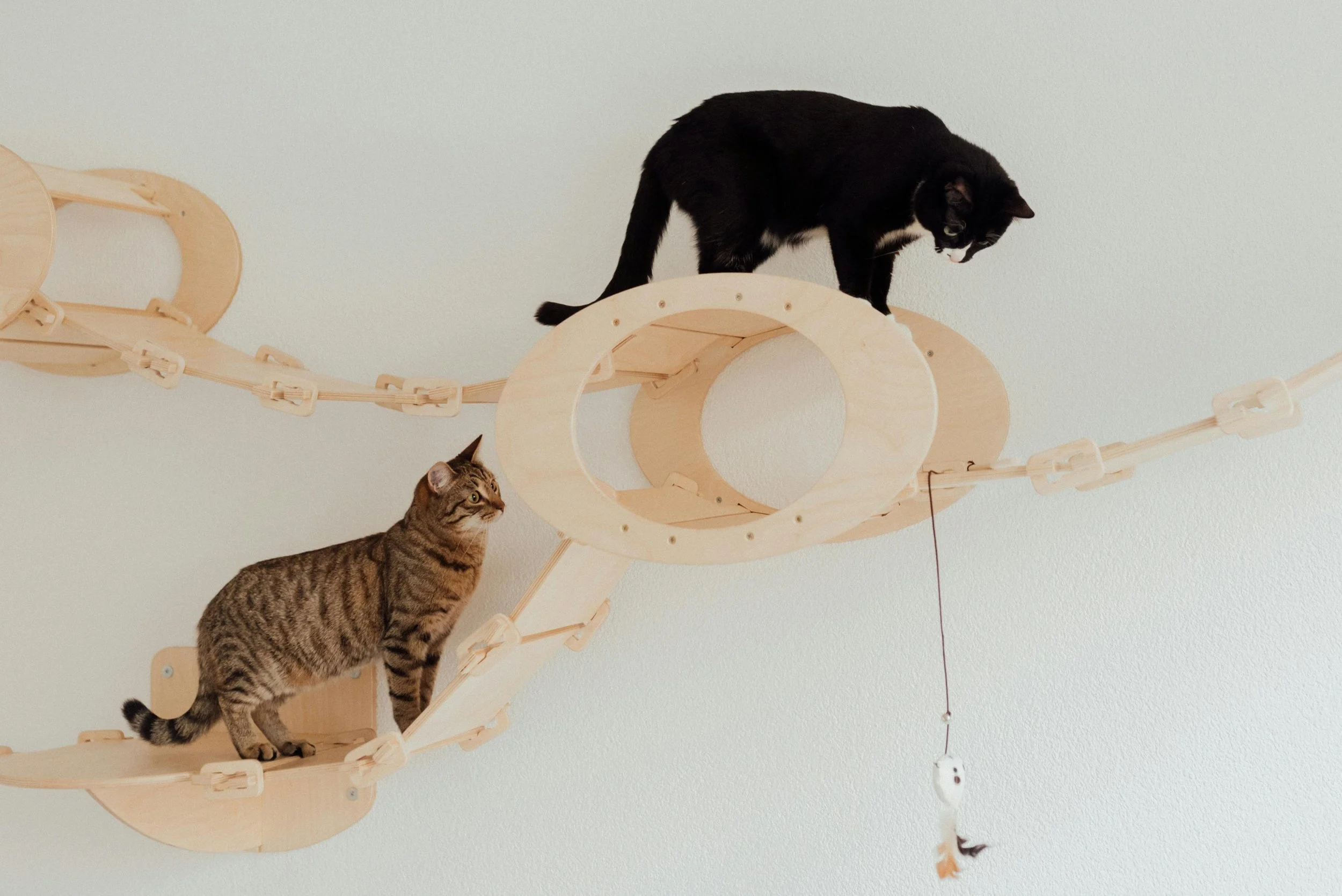 Creating a Cat-Friendly Home: 10 Essential Tips for a Happy and Healthy Feline