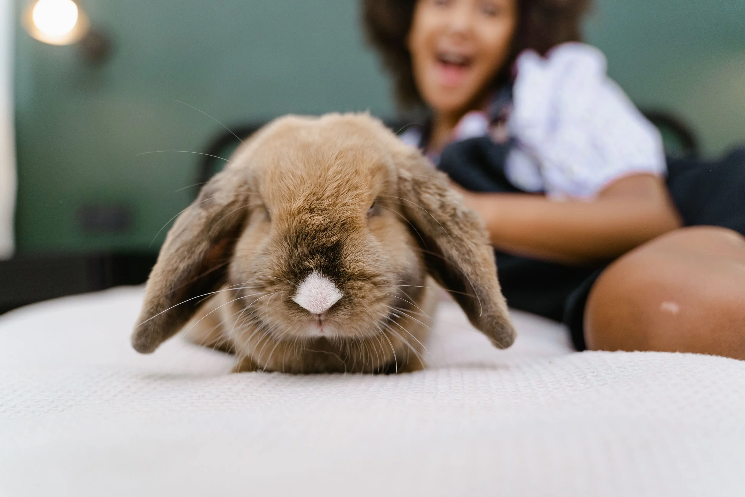 Companion Small Animals: Quiet Presence Is the Whole Point
