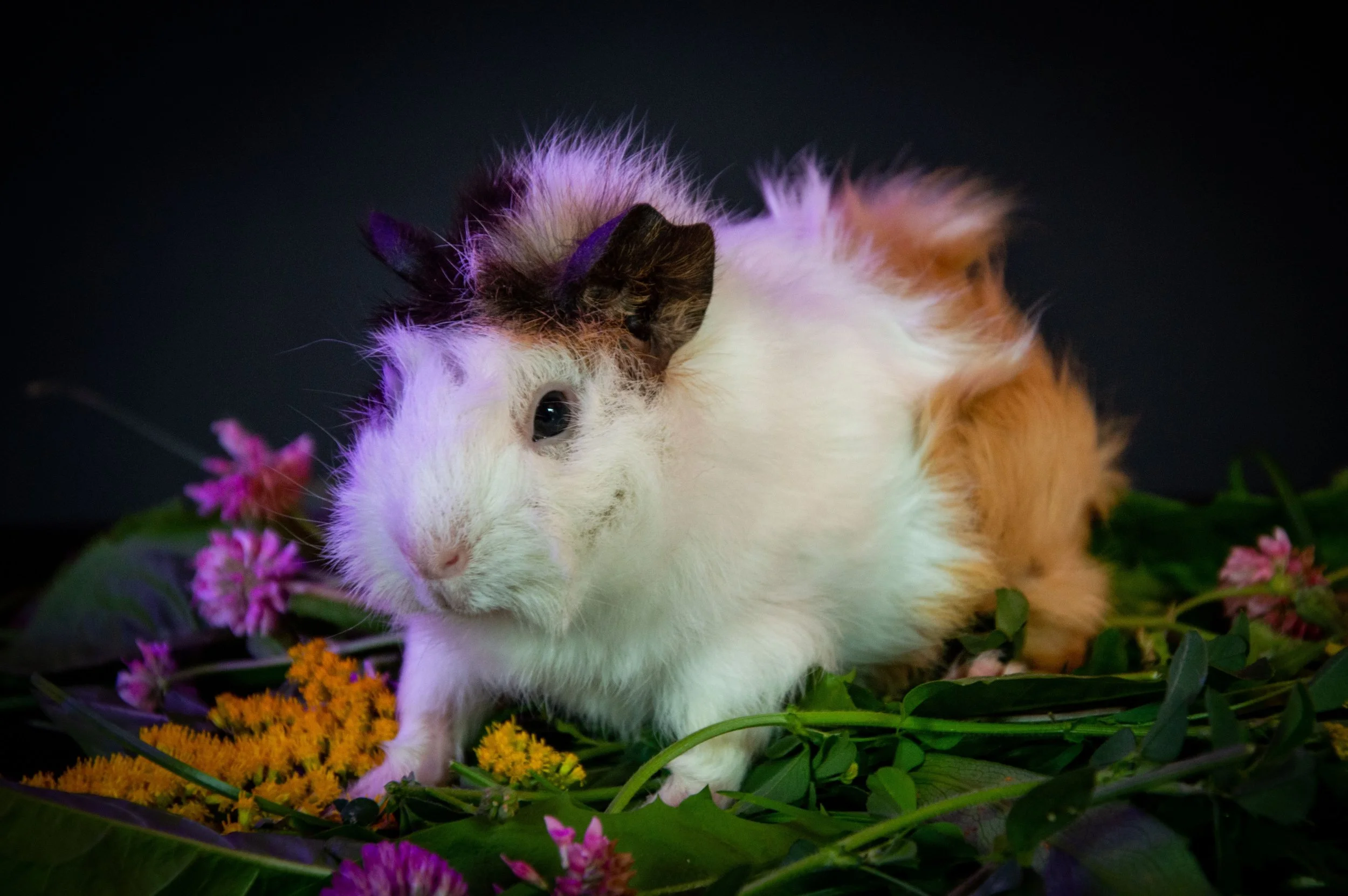 Thinker Small Animals: That Careful Pause Before They Approach Is the Whole Strategy