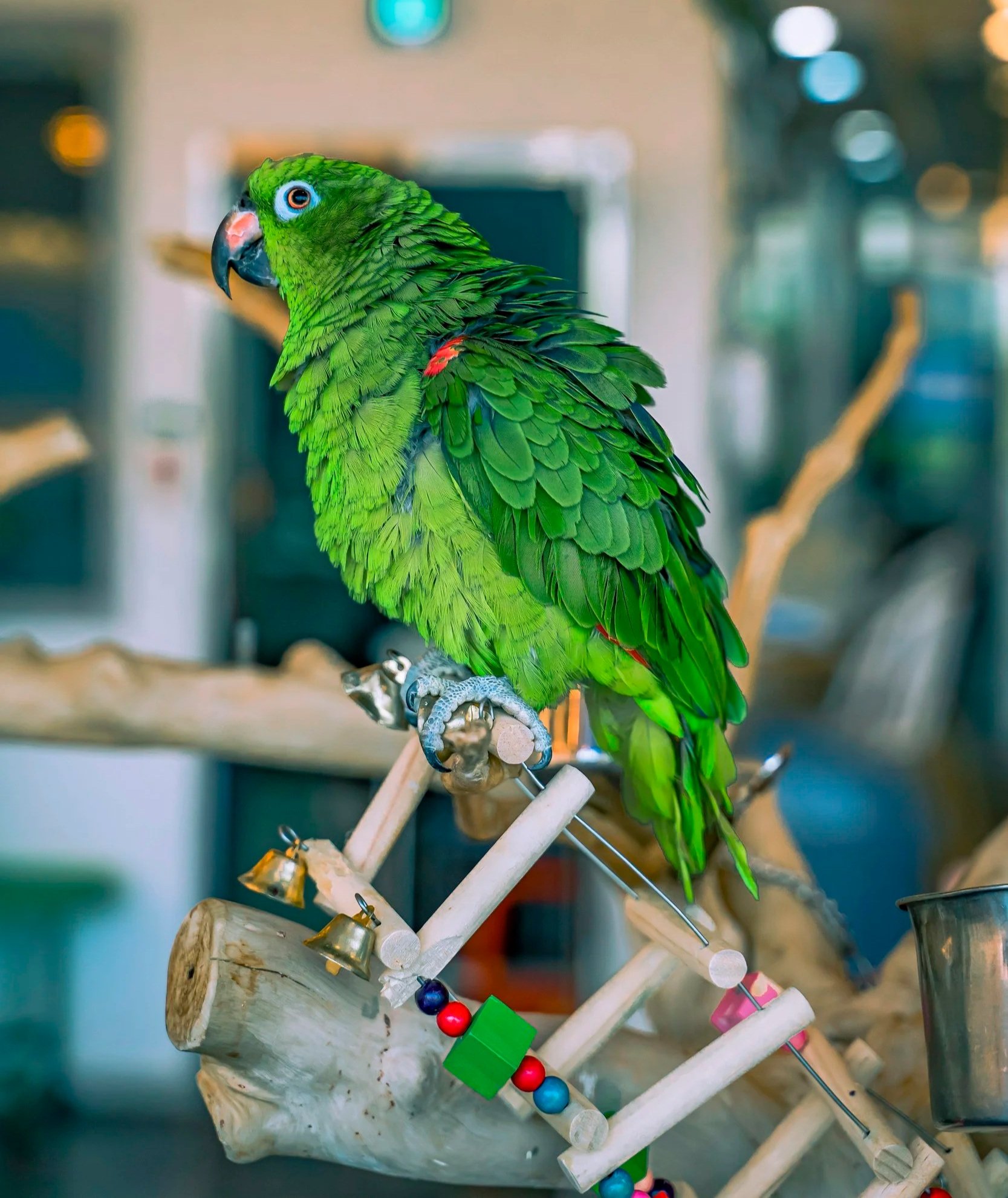 Navigator Birds: Those "Cage Laps" Are a Request, Not a Quirk