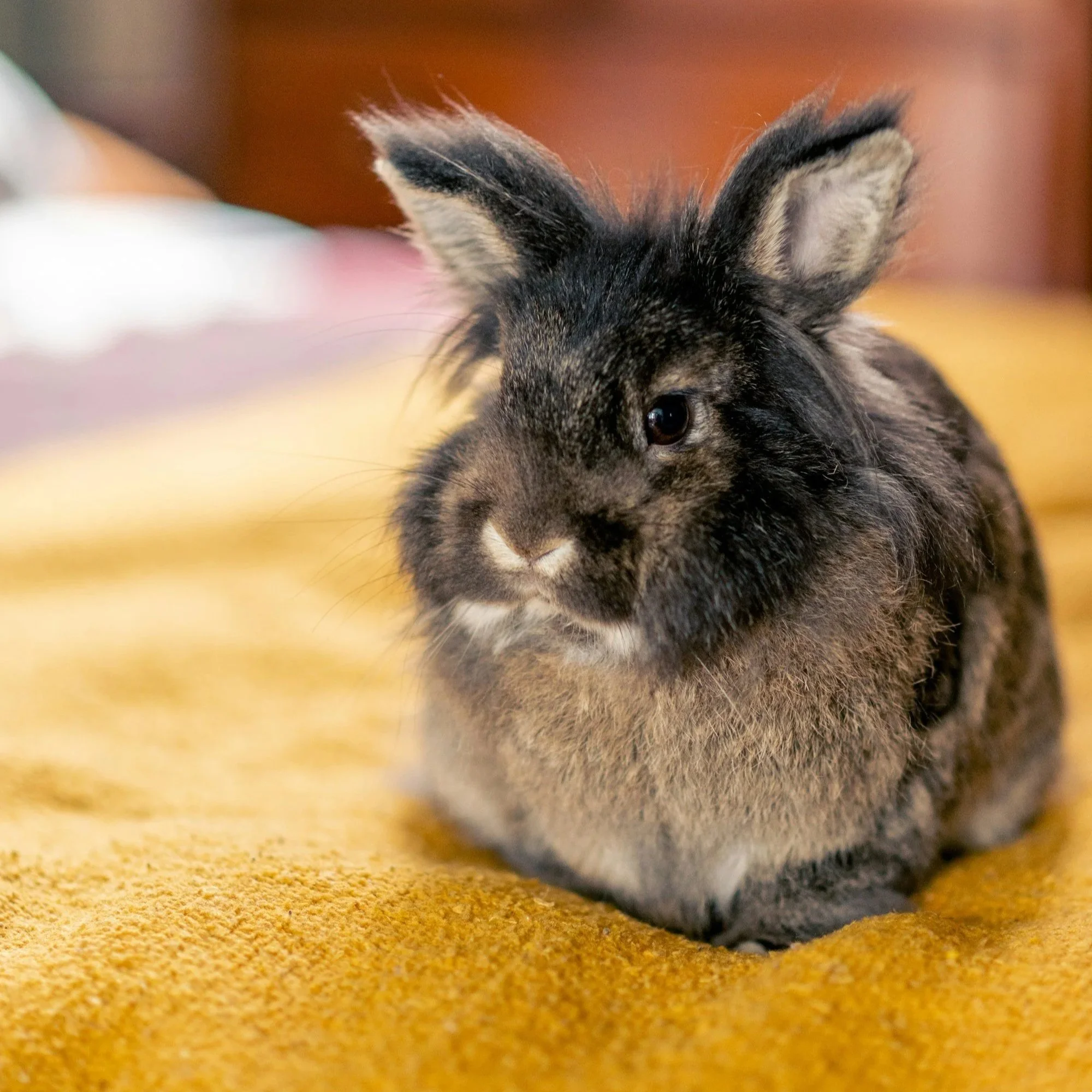 Explorer Small Animals: Why That New Box Is the Best Thing That's Happened All Week
