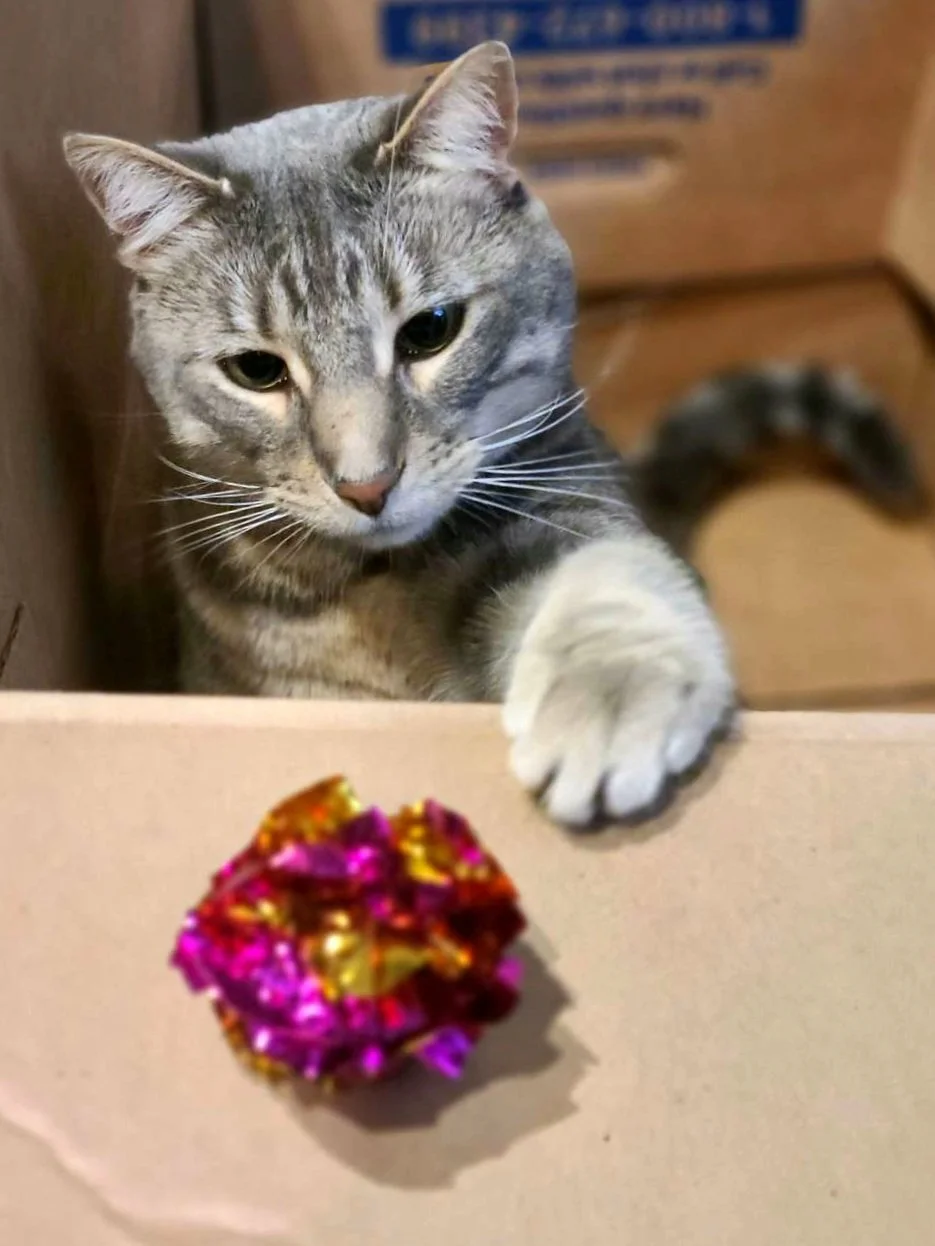 Player Cats: The 2 AM Zoomies Aren't Random. Here's What They're Actually Telling You.