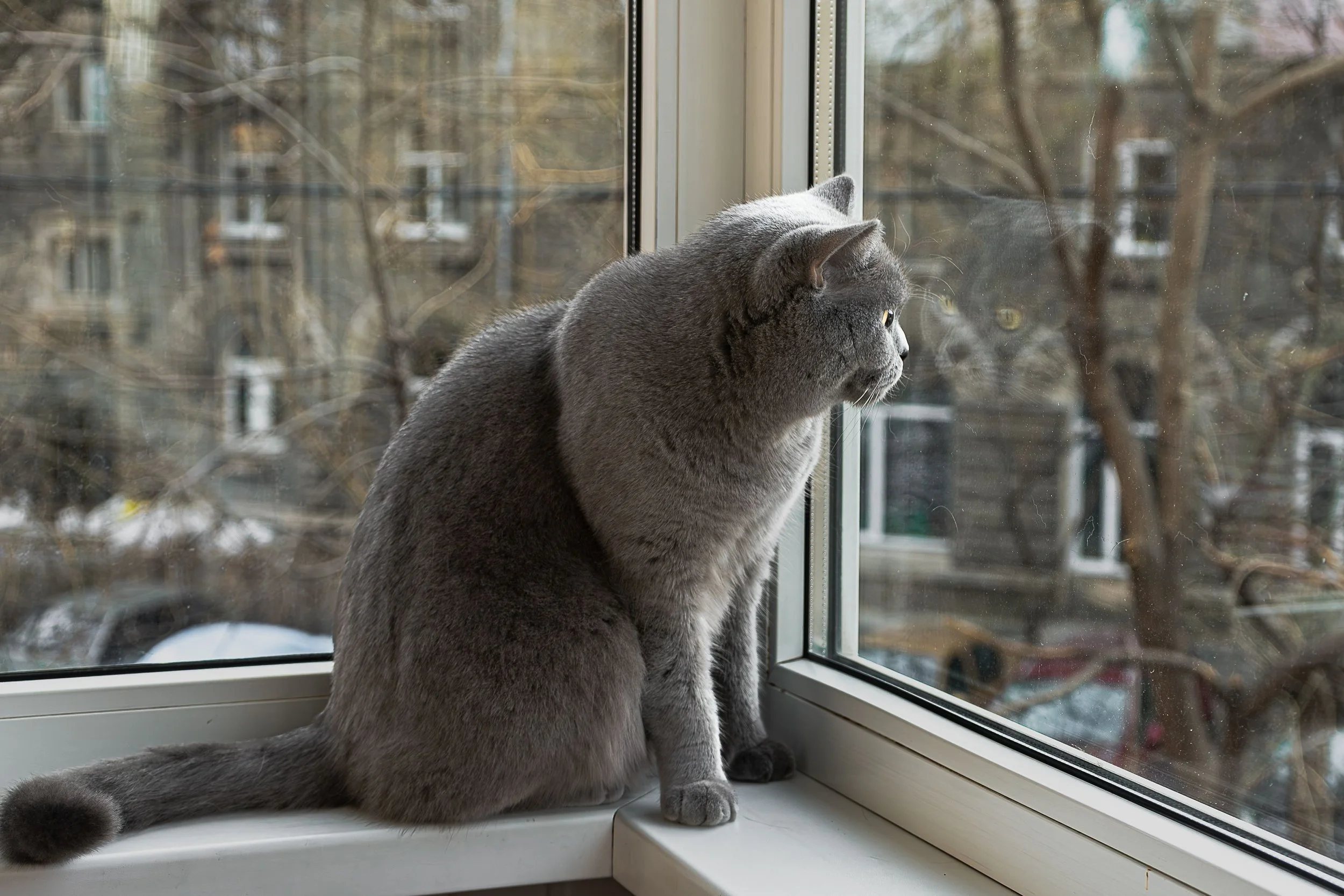 Explorer Cats: Your Cat Isn't Nosy, They're Gathering Intelligence