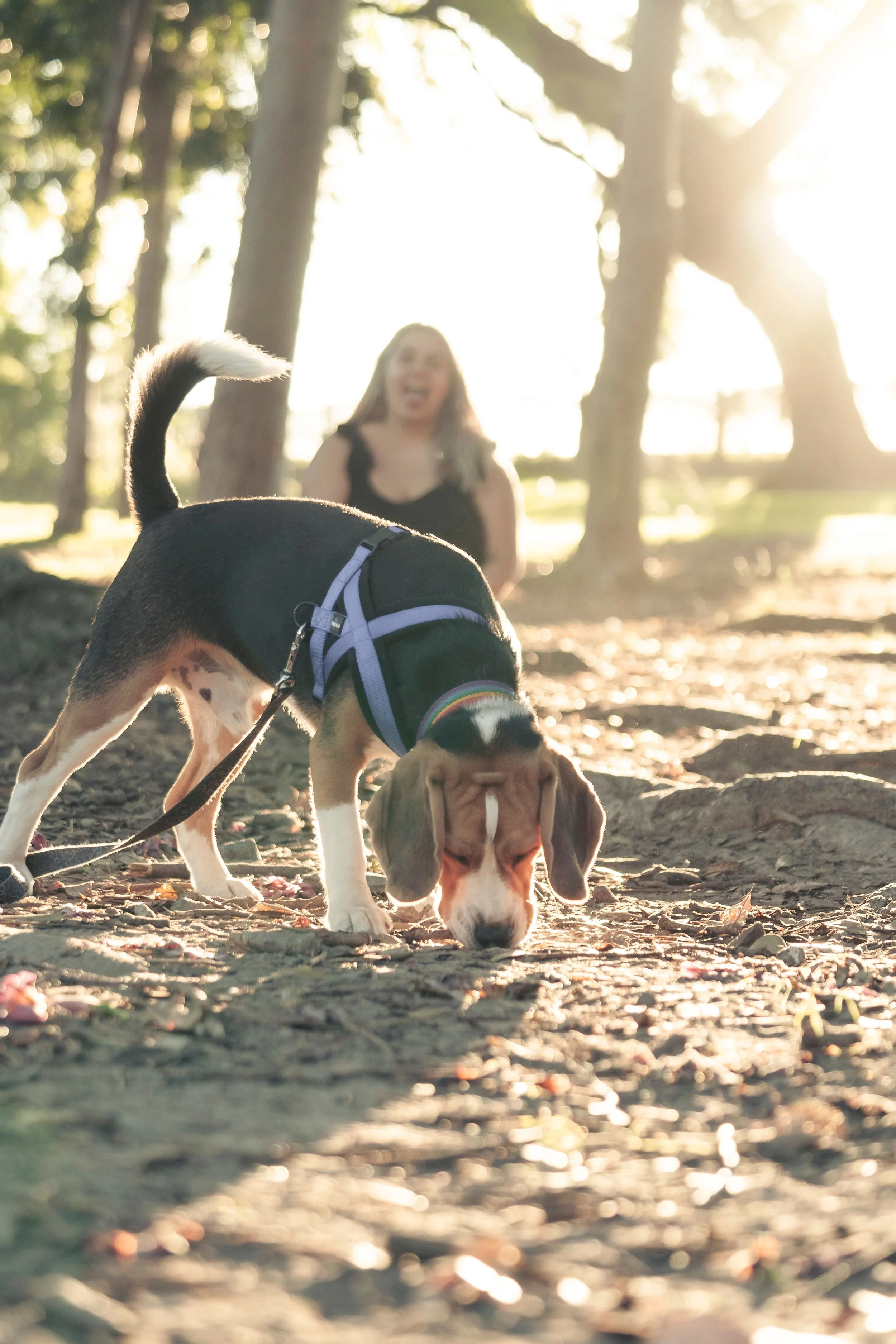 dog sniffing wooded trail enrichment walk