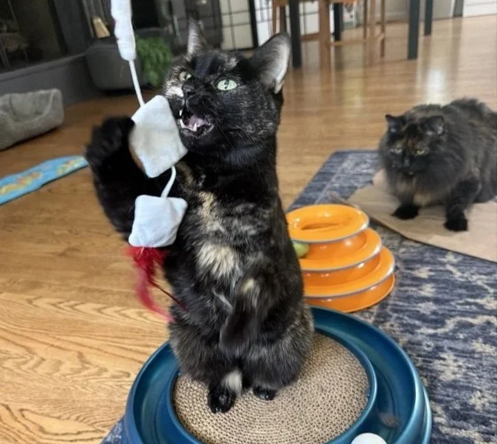 player cats wand on scratch