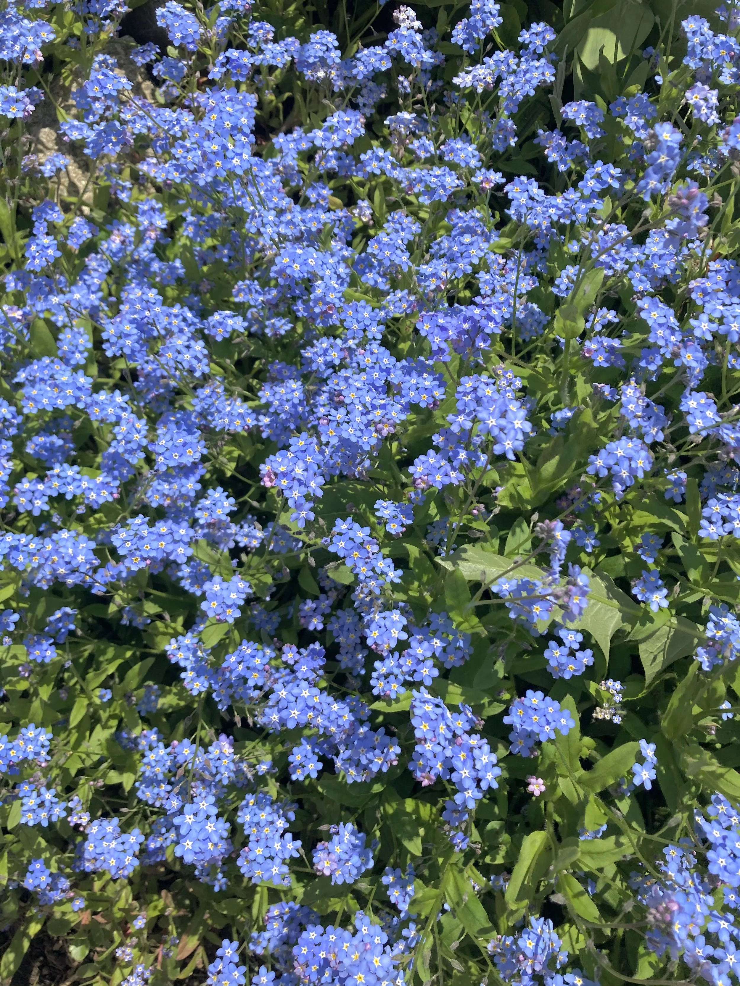 Cluster of small blue flowers with yellow centers surrounded by green leaves.
