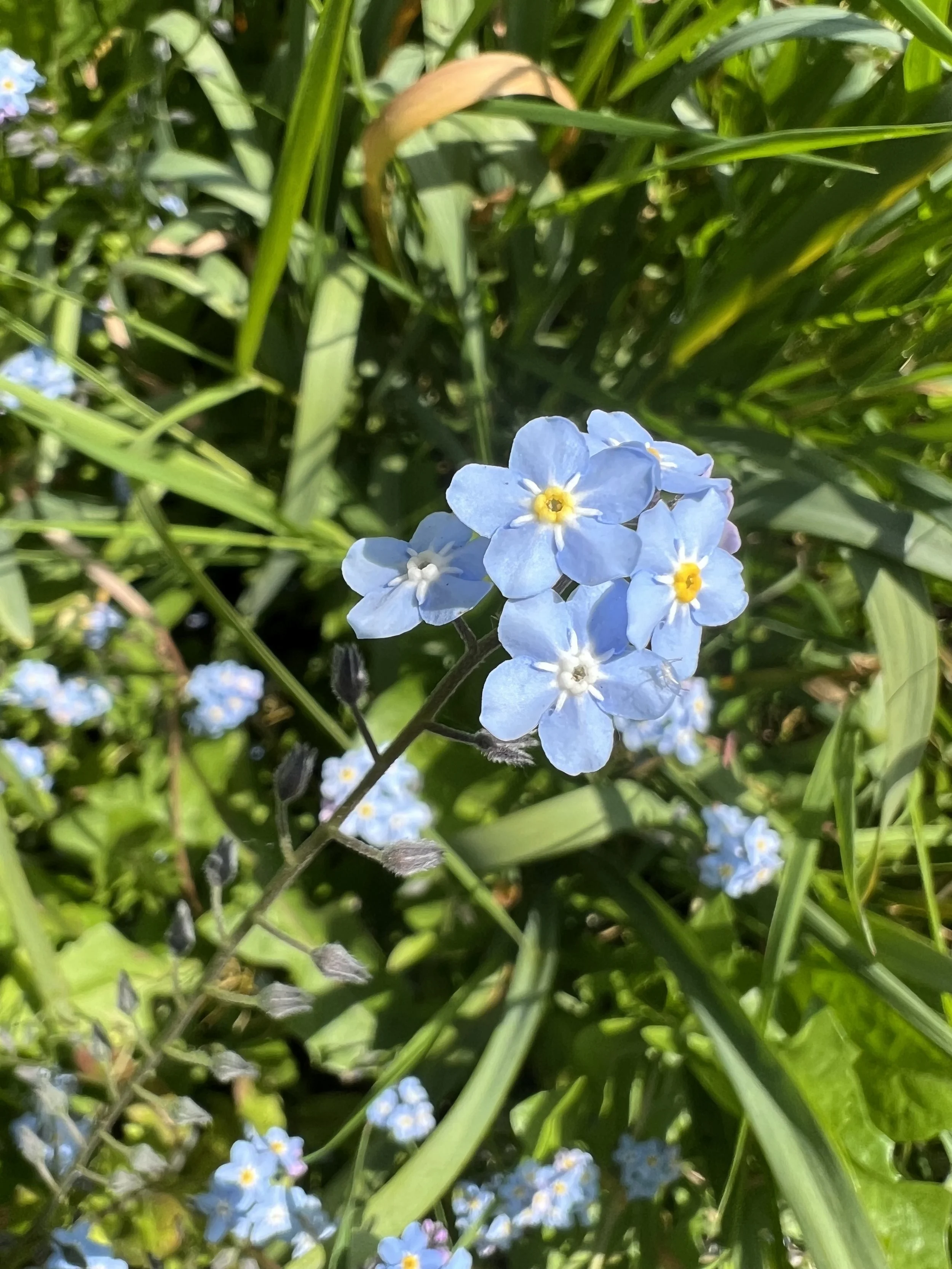 Close-up of small blue flowers with yellow centers among green grass and foliage.