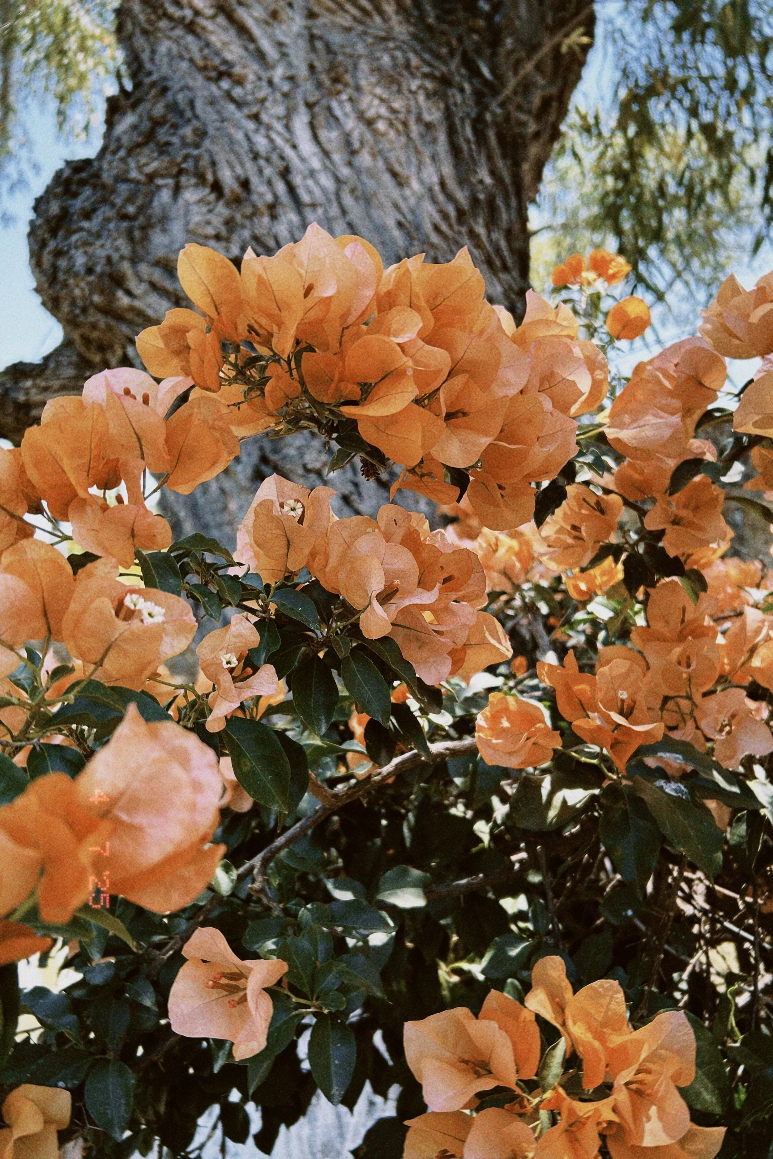 Bougainvillea flowers with orange petals and dark green leaves against the trunk of a tree with a textured bark, and a clear blue sky in the background.