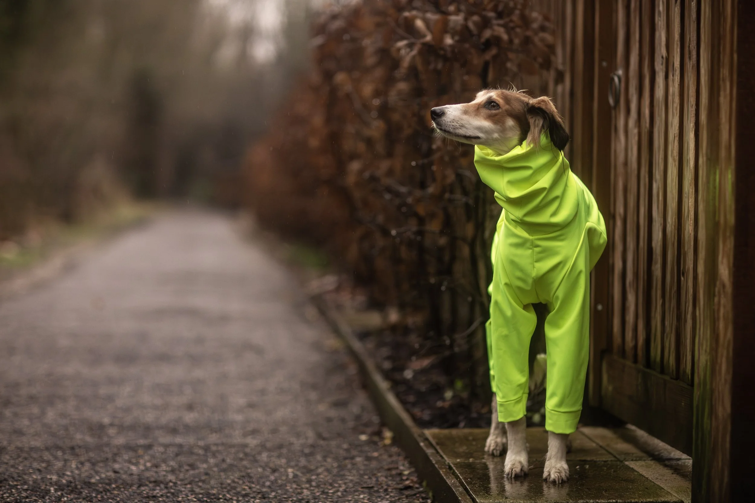 AE6A8843-Enhanced-NR copy.jpg