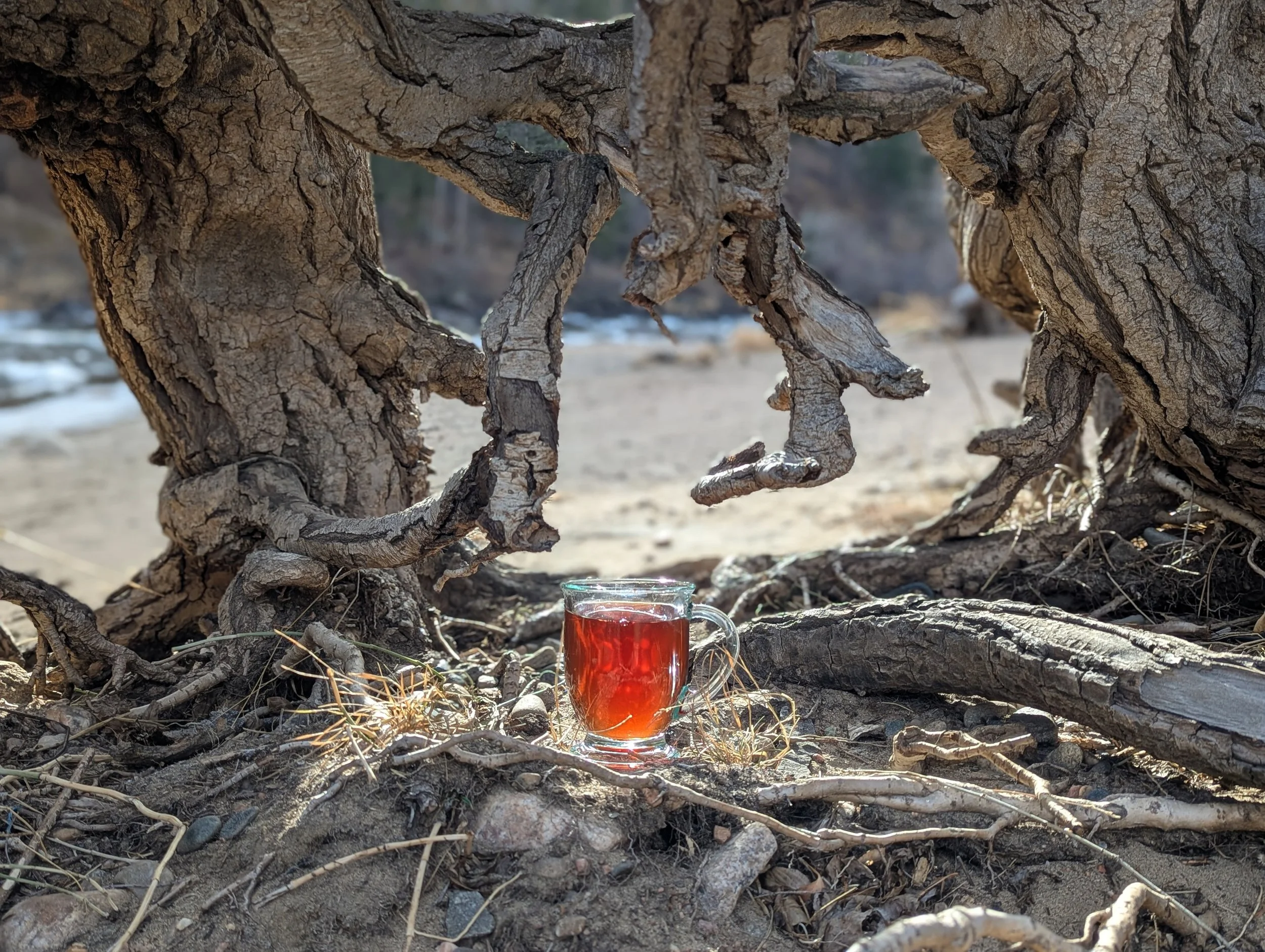 Wildwood Wanderer - Herbal Tea Blend