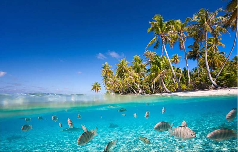 tropical-fish-tonga.jpg