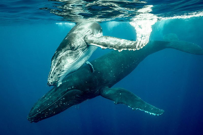 mother-calf-tonga.jpg