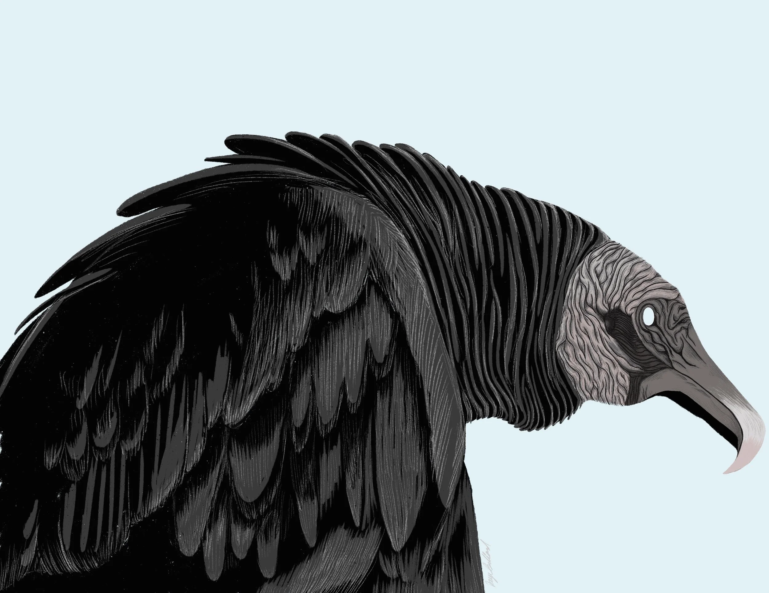 Black_Vulture_2.jpg
