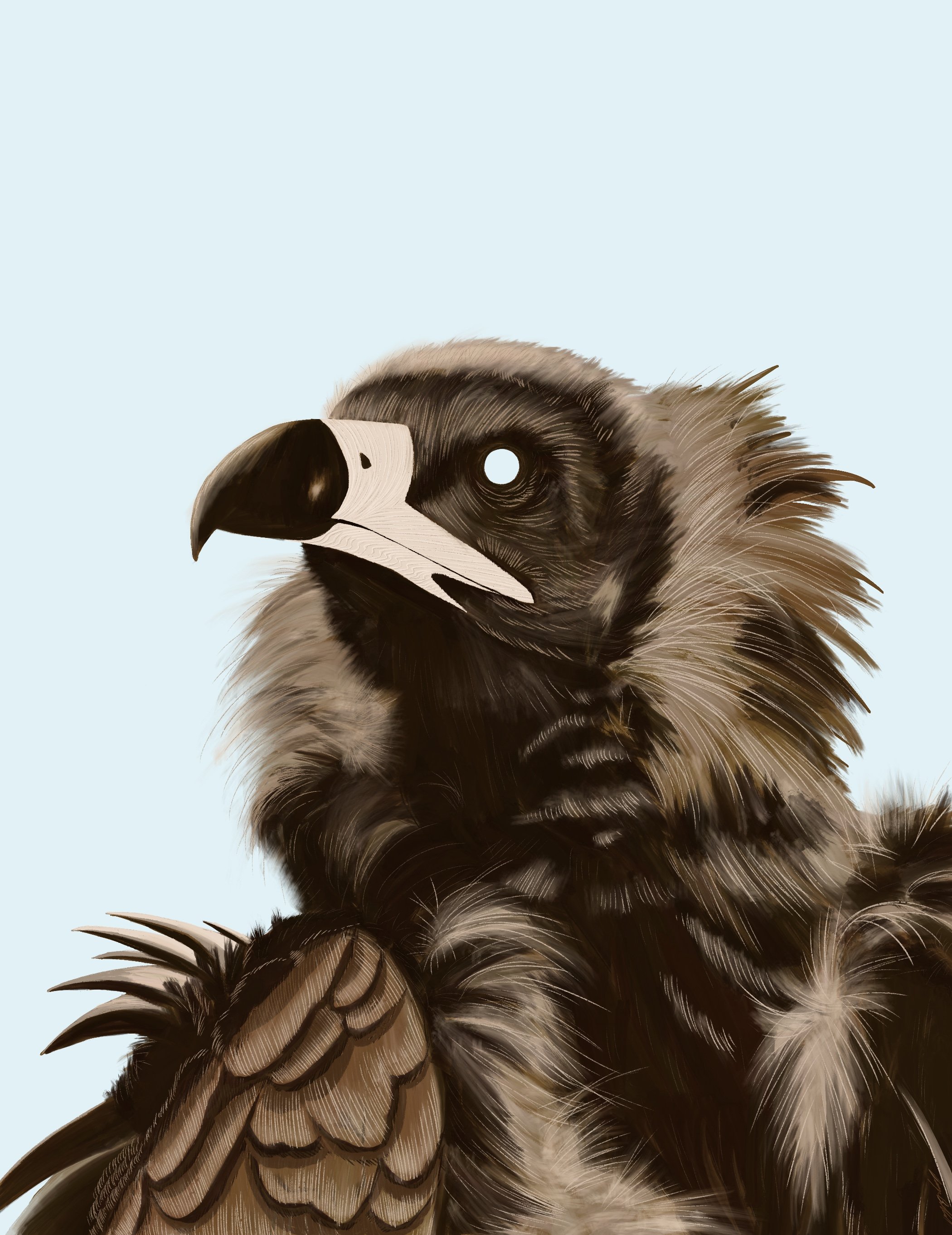 Cinereous Vulture