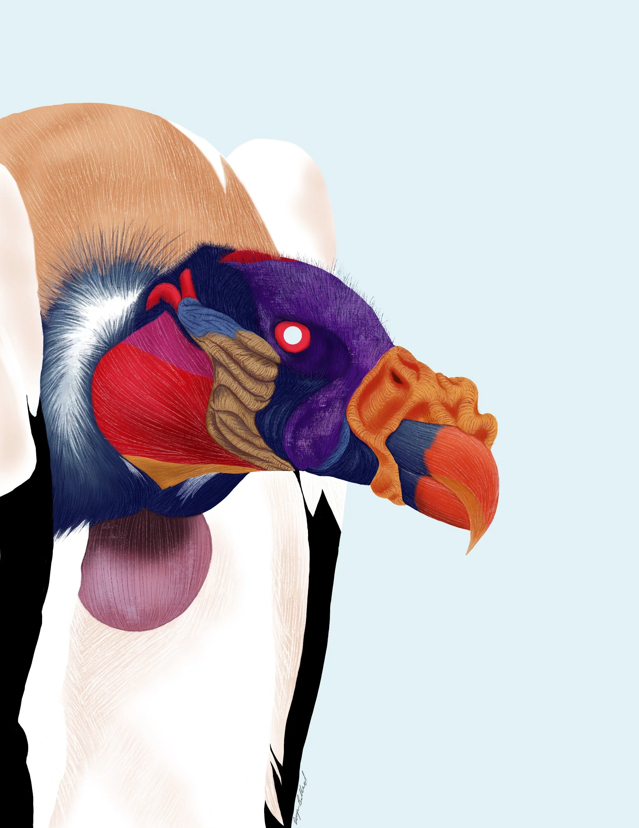 King_vulture.jpg