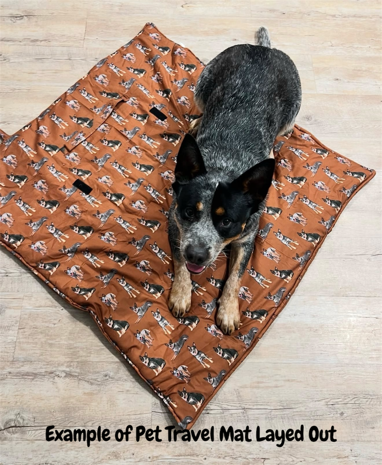 Photoroom_20260121_151929.PNG (Copy) (Copy) (Copy) (Copy)