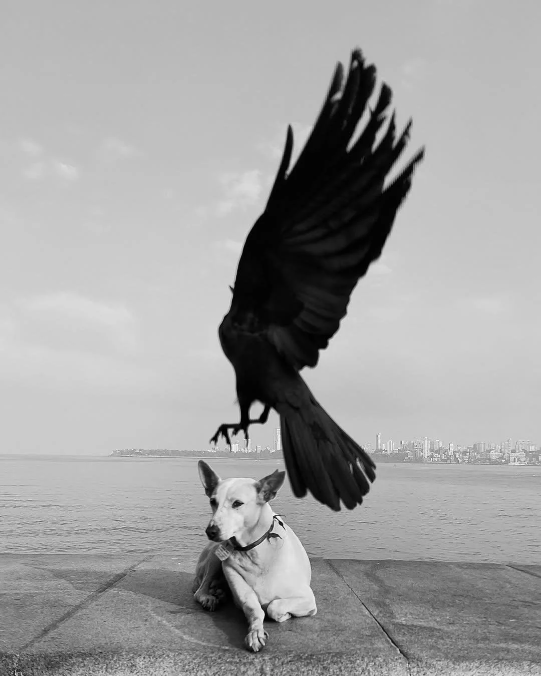 Urban Animal | ua010
