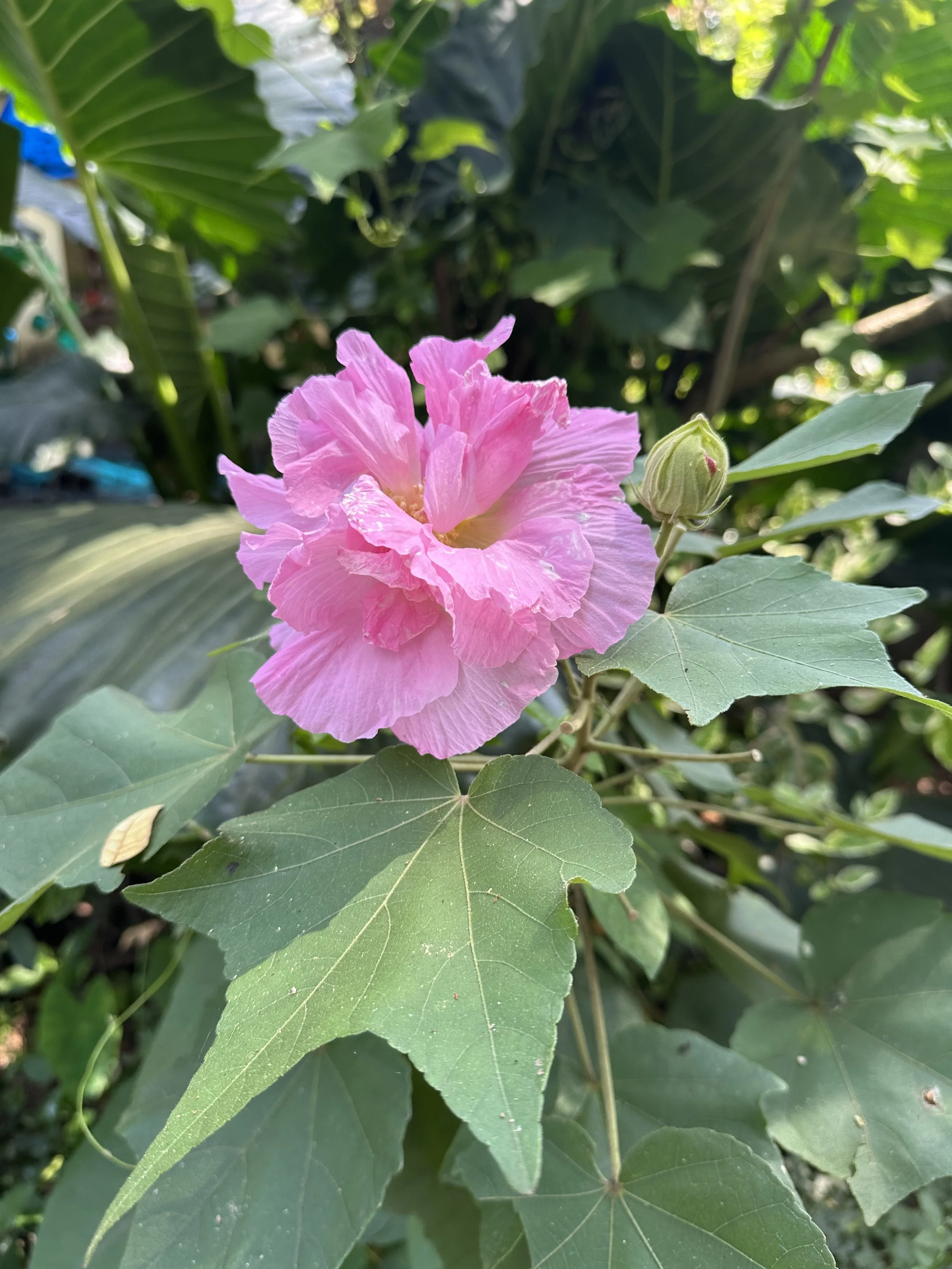 IMG_5649.jpeg