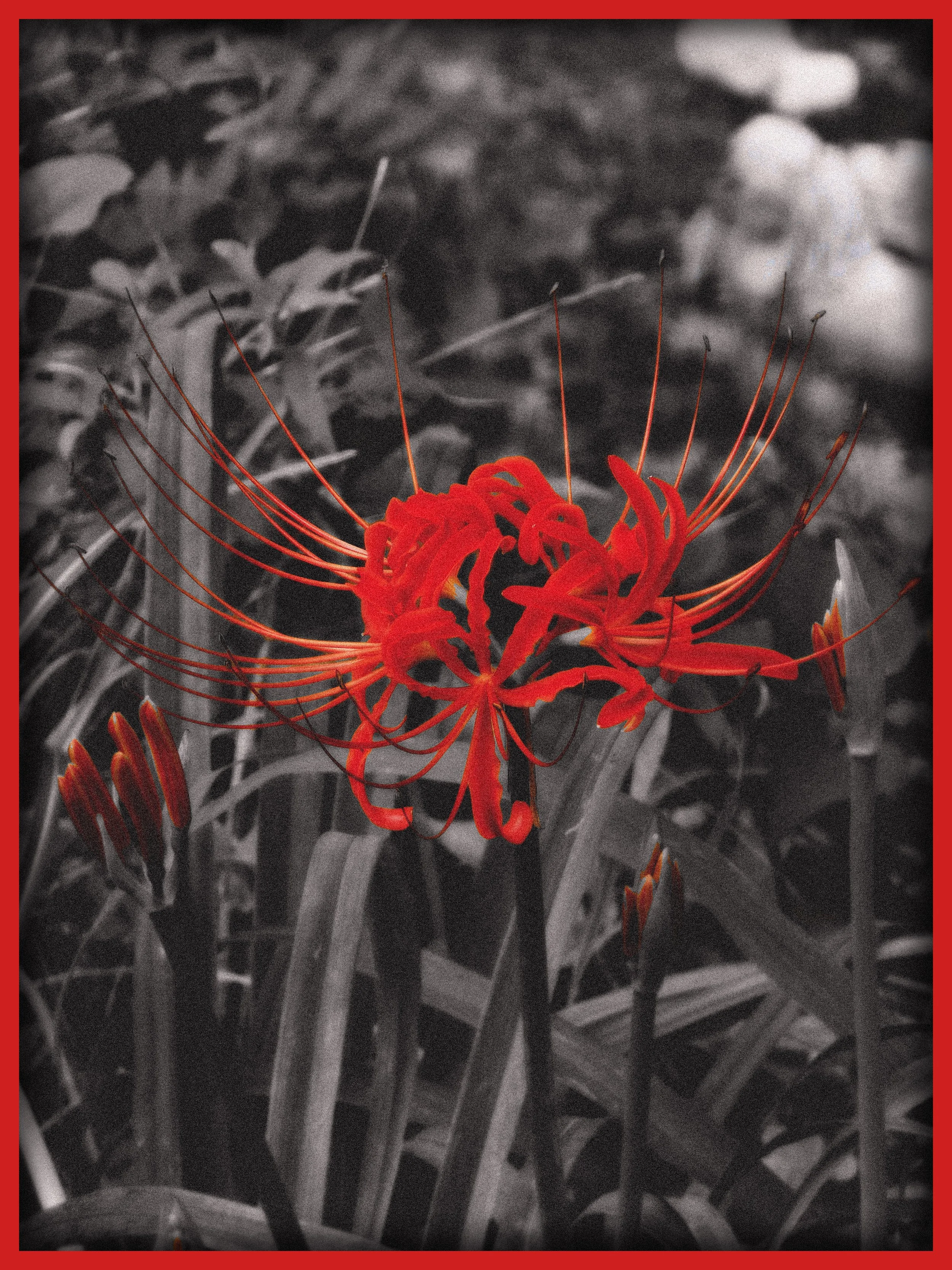 Flower_V03.jpg