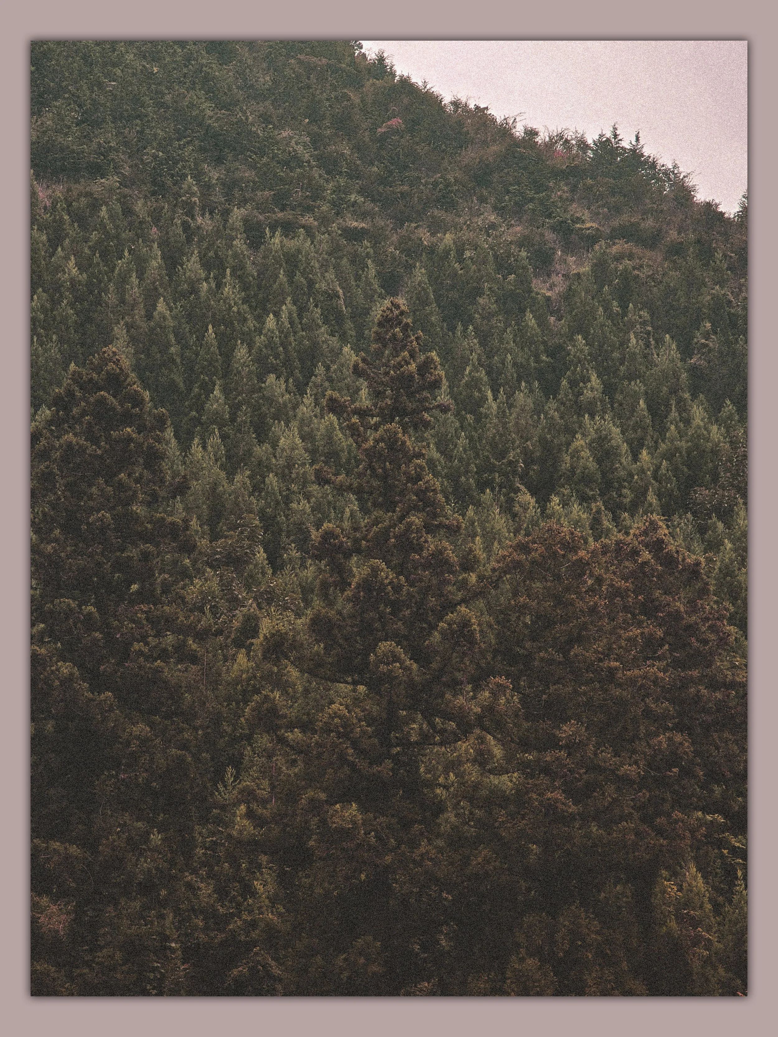 Forest_V01.jpg