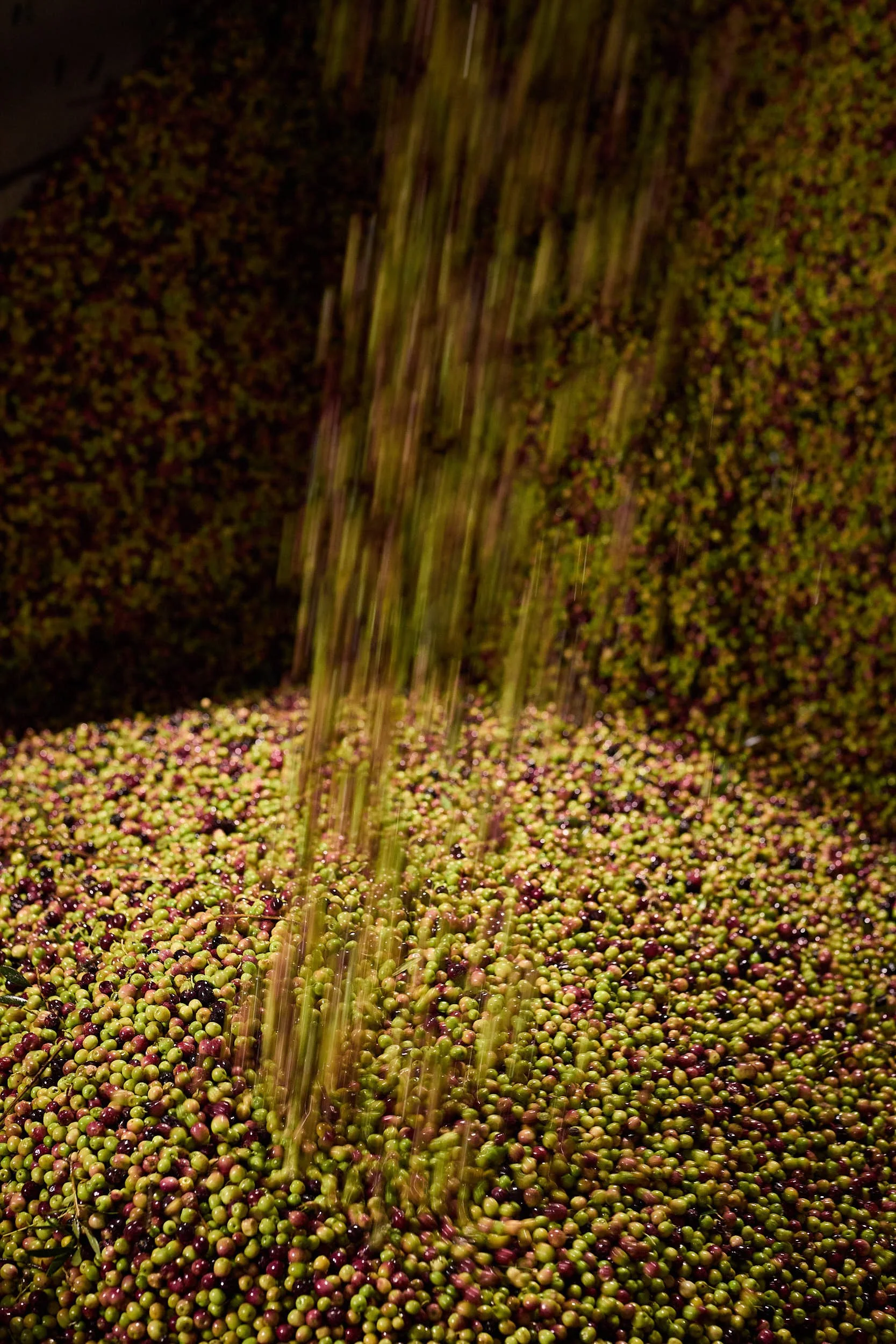 5/12/24 Cosecha de oliva, Trujal Hacienda Ortigosa, Viana (Navarra), Spain. Photo by James Sturcke | sturcke.org