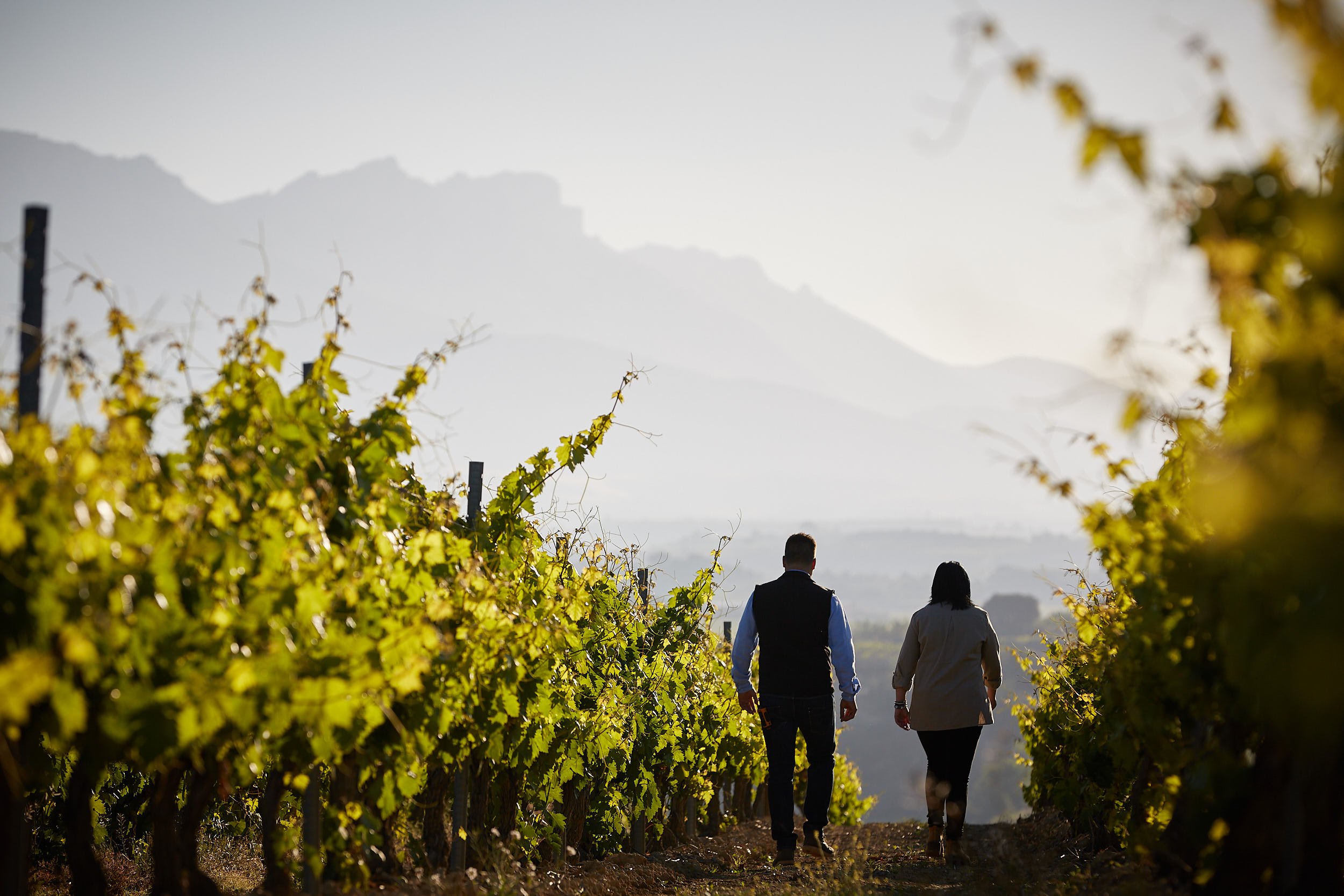 7/6/17 Carmelo Espinosa and Merche García, Bodegas Montecillo vineyards near Baños de Ebro, Rioja, Spain. Photo by James Sturcke | sturcke.org