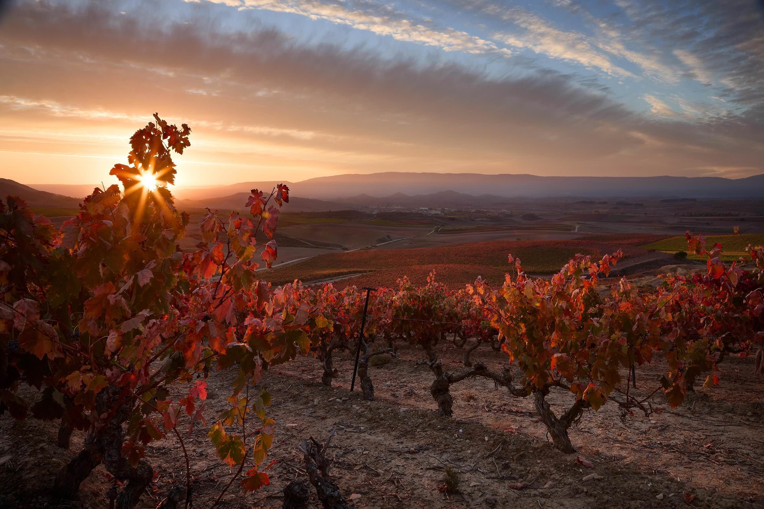 10/28/21 Hormilla Vineyards (La Rioja), Spain. Photo by James Sturcke | sturcke.org