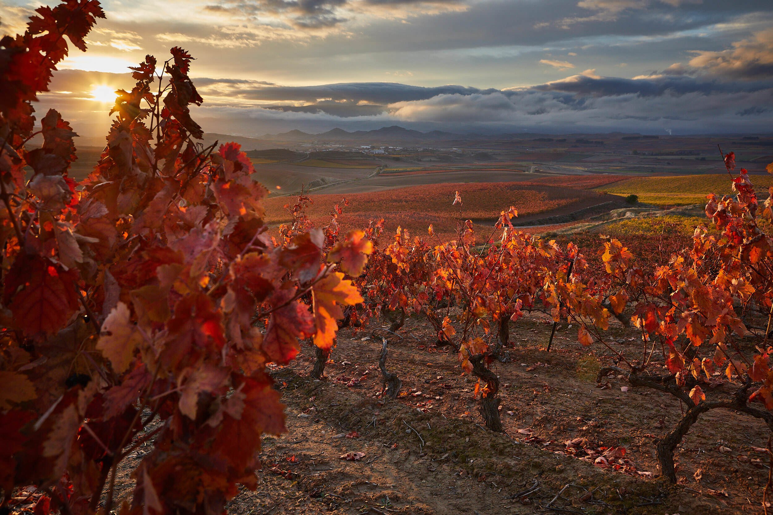 5/11/20 Viñedos a amanecer, Hormilla (La Rioja), España. Photo by James Sturcke | sturcke.org