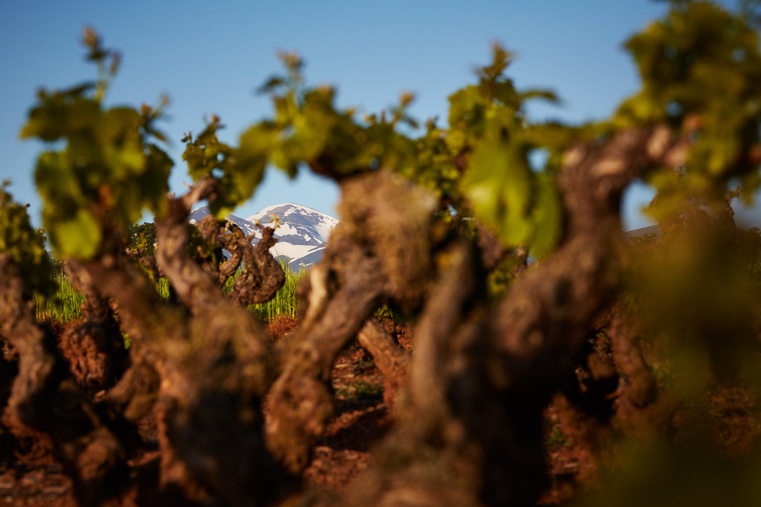 11/5/18 Badarán Vineyards, La Rioja, Spain. Photo by James Sturcke | sturcke.org